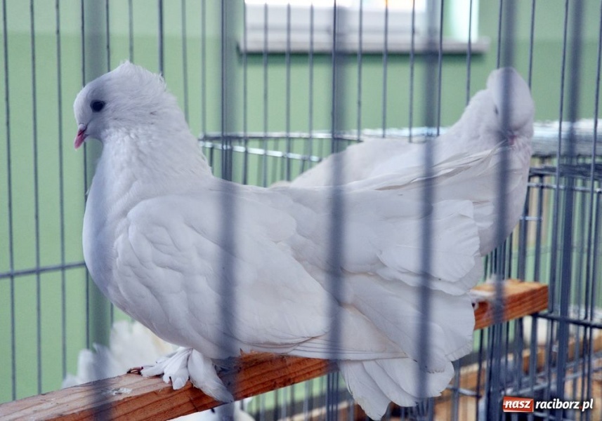 Zdjęcie w galerii na portalu naszraciborz.pl: Garłacze, olbrzymy i srokacze wiadomości z regionu