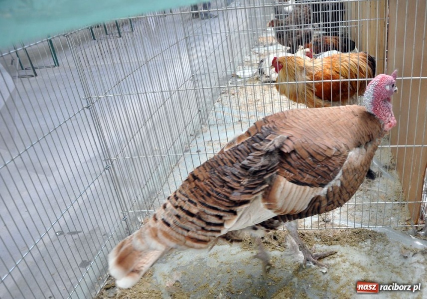 Zdjęcie w galerii na portalu naszraciborz.pl: Garłacze, olbrzymy i srokacze wiadomości z regionu