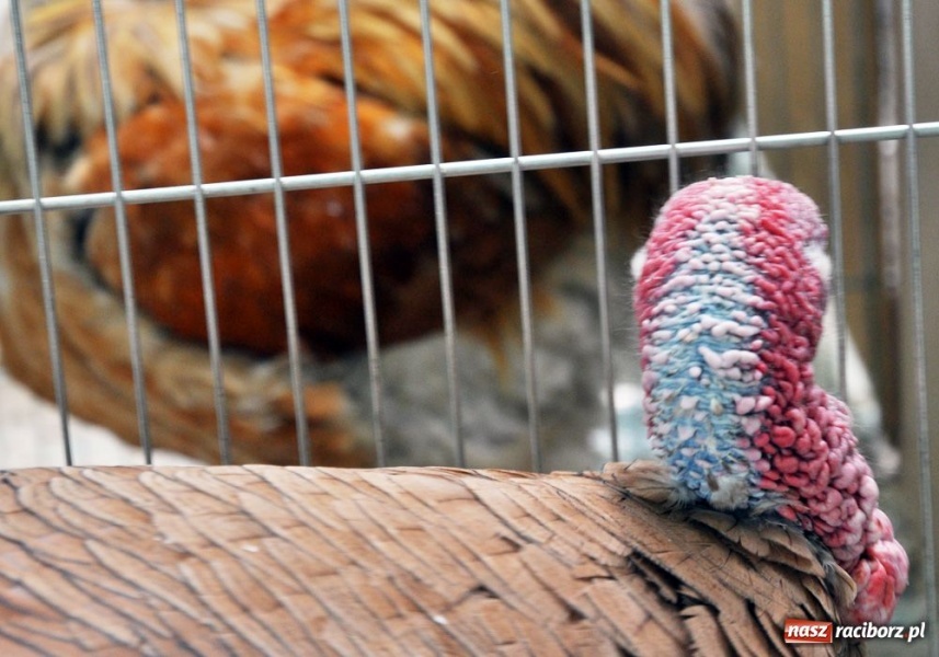 Zdjęcie w galerii na portalu naszraciborz.pl: Garłacze, olbrzymy i srokacze wiadomości z regionu