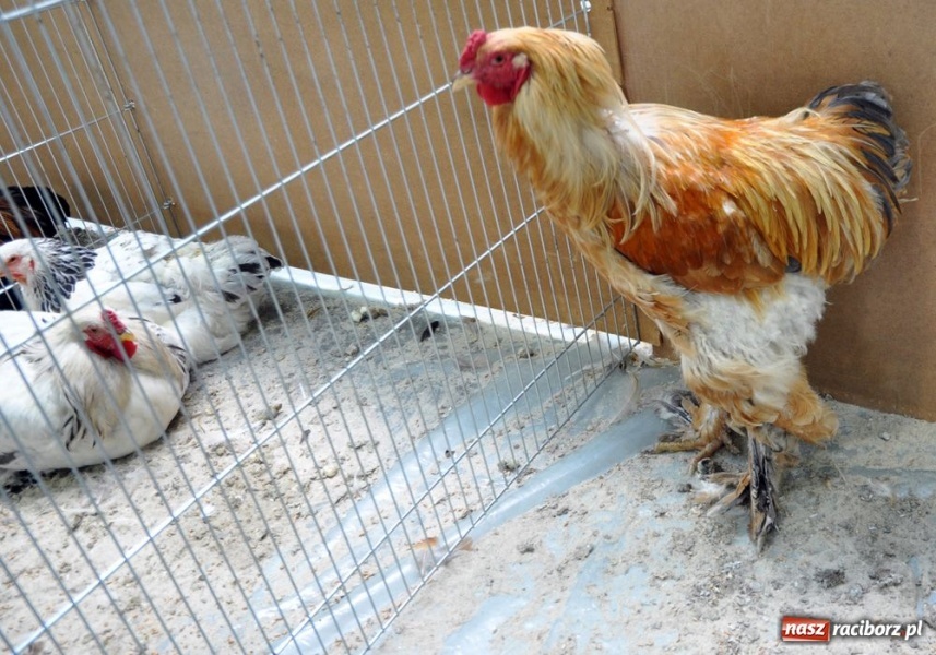 Zdjęcie w galerii na portalu naszraciborz.pl: Garłacze, olbrzymy i srokacze wiadomości z regionu