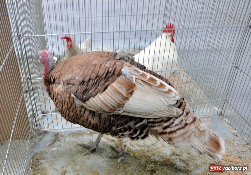 Zdjęcie w galerii na portalu naszraciborz.pl: Garłacze, olbrzymy i srokacze wiadomości z regionu