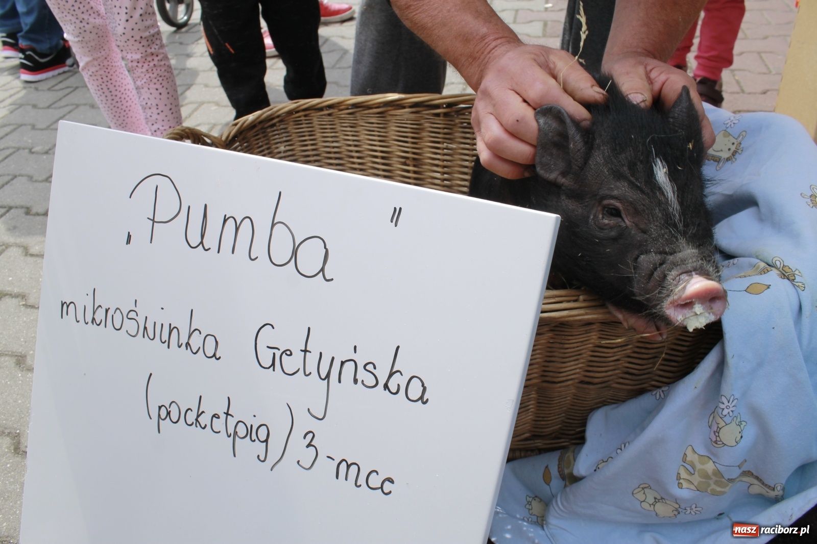 Zdjęcie w galerii na portalu naszraciborz.pl: Skarby i szpargały. Co można znaleźć na jarmarkach staroci? wiadomości z regionu