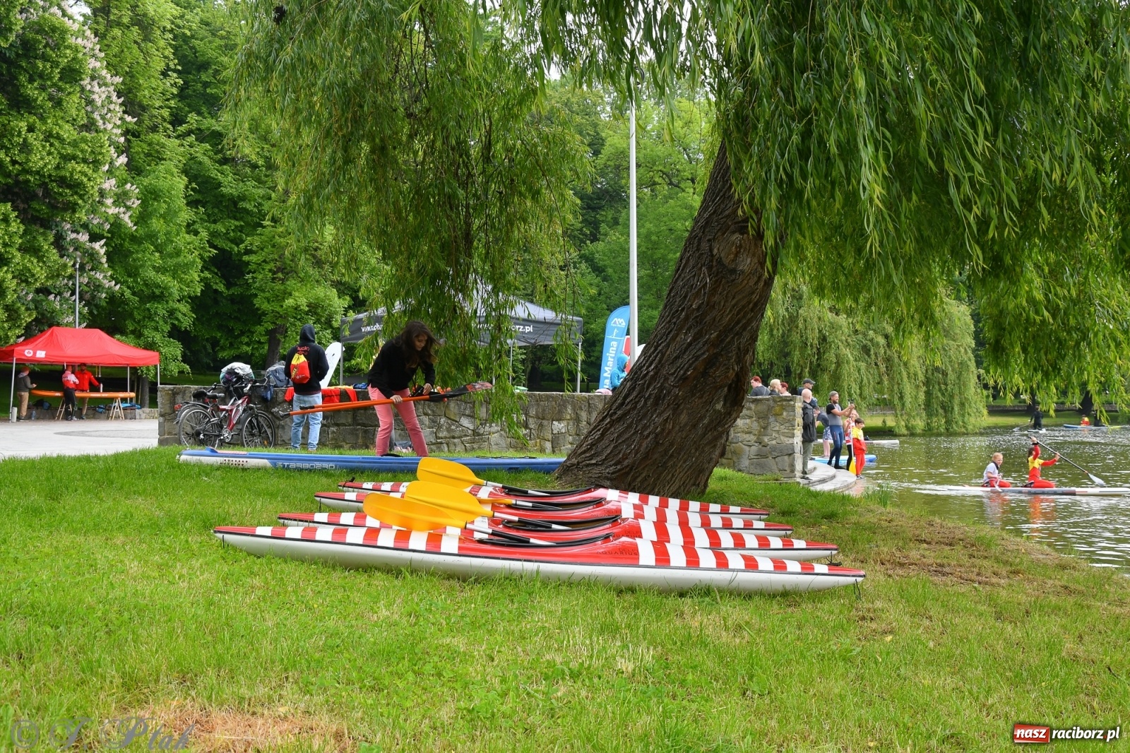 Zdjęcie w galerii na portalu naszraciborz.pl: Racibórz. Wielkie wiosłowanie w parku m. Roth wiadomości z regionu