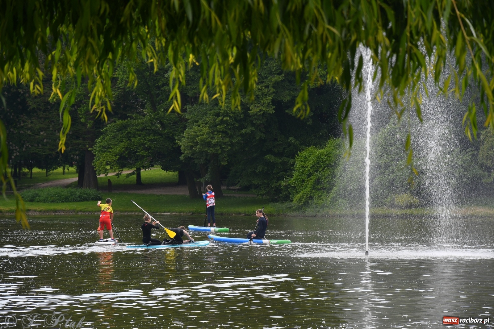 Zdjęcie w galerii na portalu naszraciborz.pl: Racibórz. Wielkie wiosłowanie w parku m. Roth wiadomości z regionu