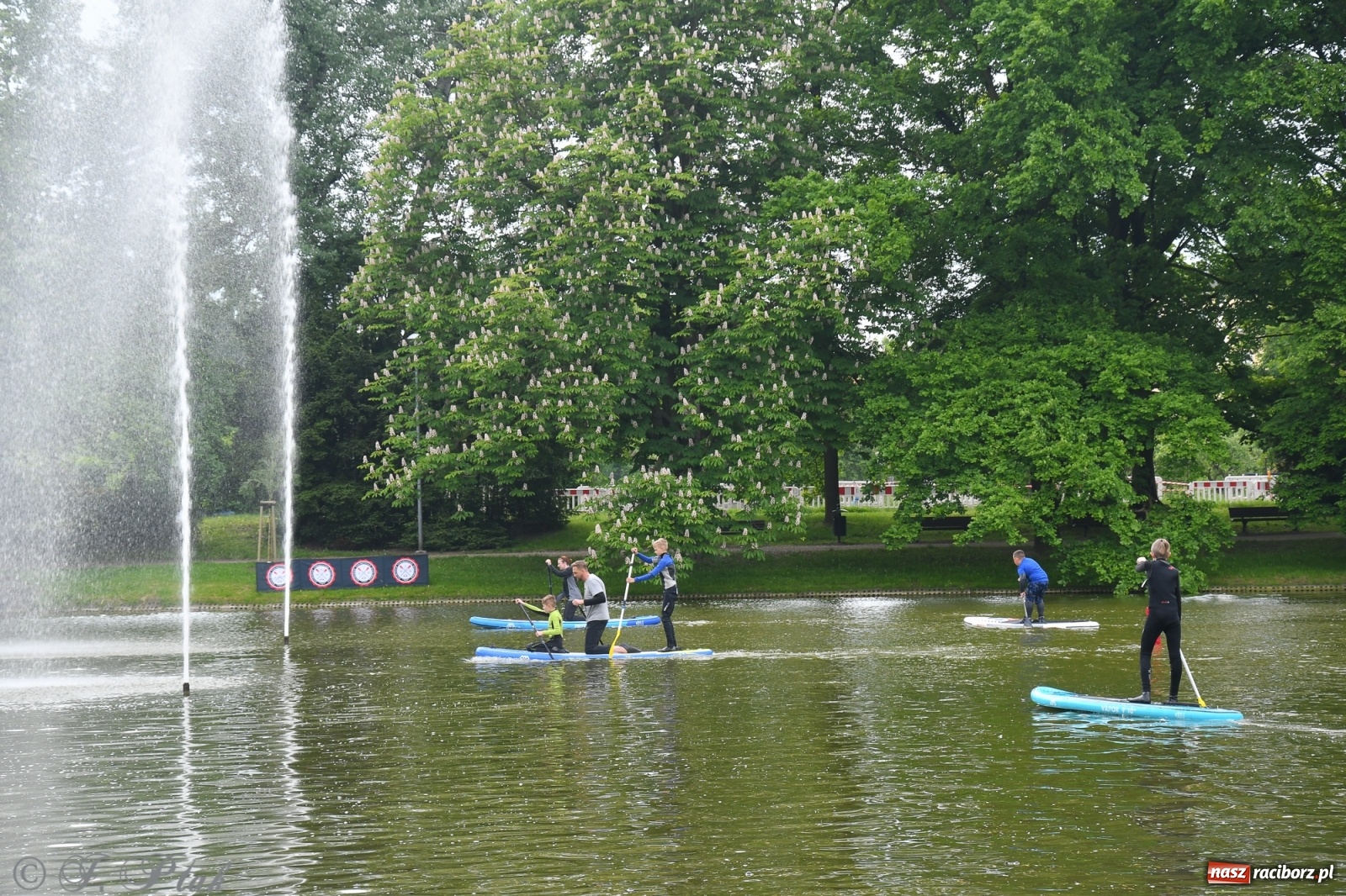 Zdjęcie w galerii na portalu naszraciborz.pl: Racibórz. Wielkie wiosłowanie w parku m. Roth wiadomości z regionu