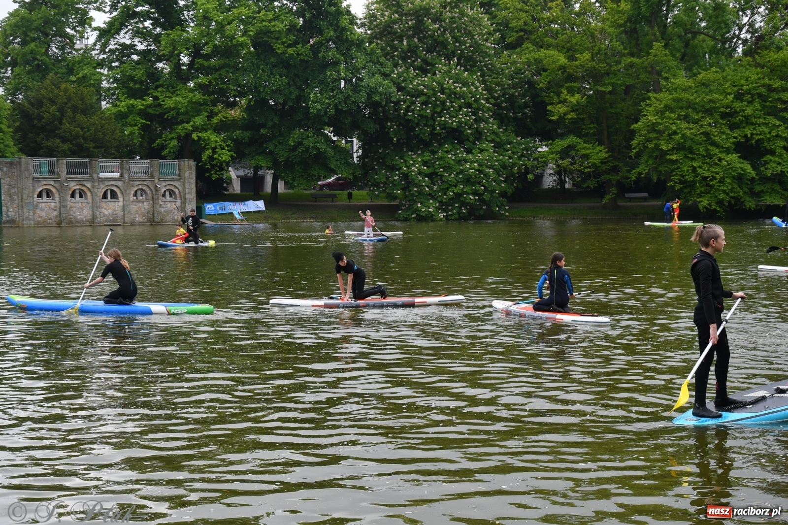 Zdjęcie w galerii na portalu naszraciborz.pl: Racibórz. Wielkie wiosłowanie w parku m. Roth wiadomości z regionu