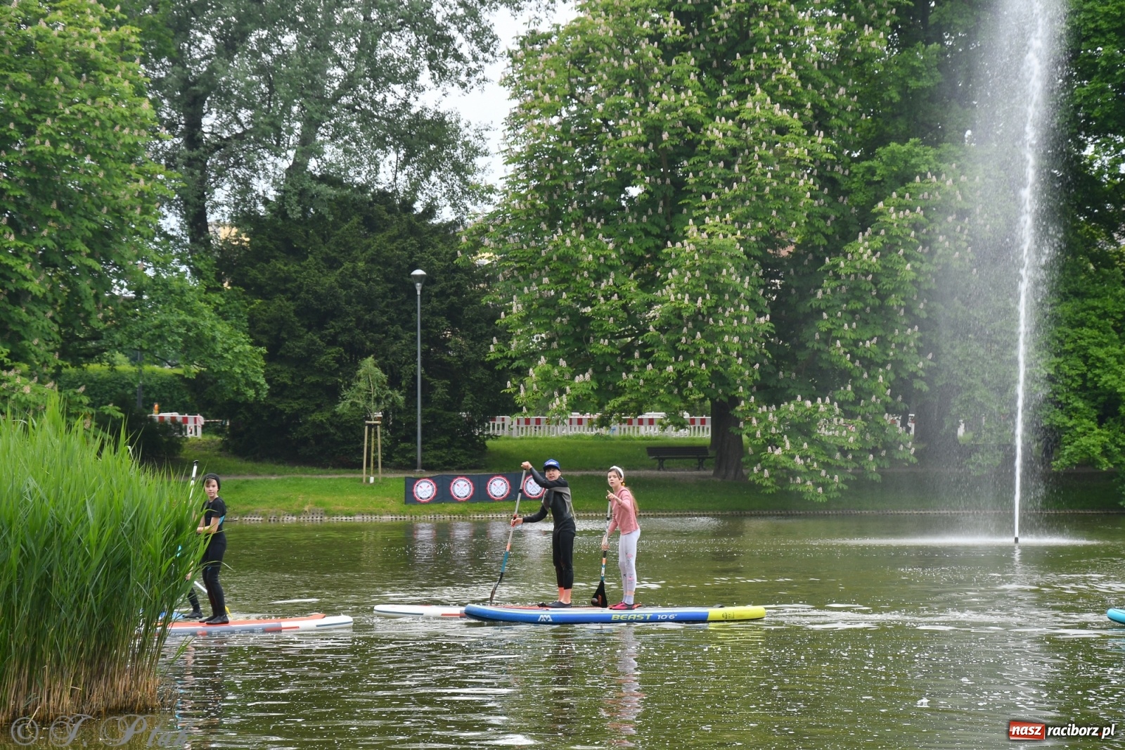 Zdjęcie w galerii na portalu naszraciborz.pl: Racibórz. Wielkie wiosłowanie w parku m. Roth wiadomości z regionu