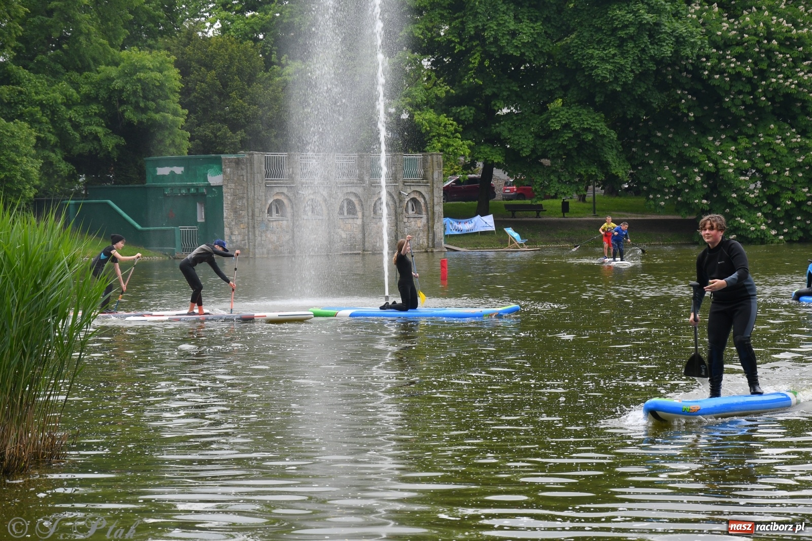 Zdjęcie w galerii na portalu naszraciborz.pl: Racibórz. Wielkie wiosłowanie w parku m. Roth wiadomości z regionu