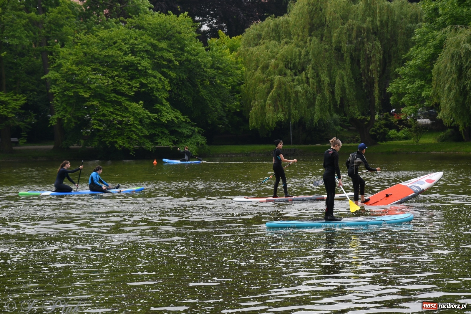 Zdjęcie w galerii na portalu naszraciborz.pl: Racibórz. Wielkie wiosłowanie w parku m. Roth wiadomości z regionu