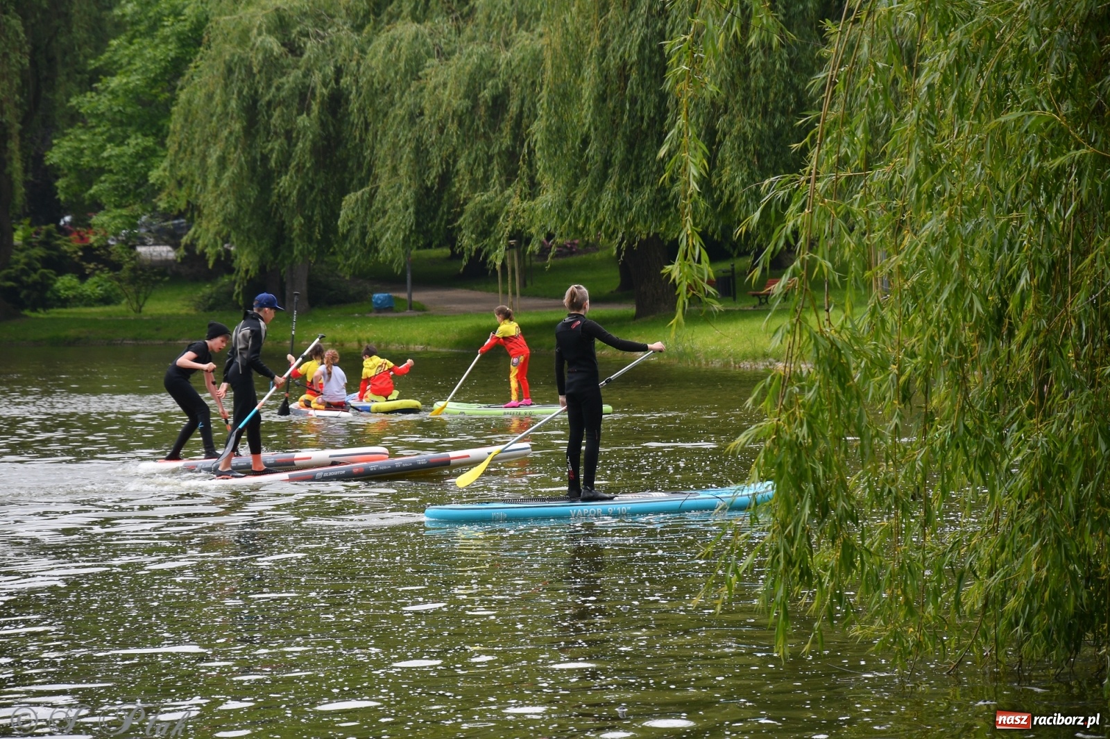 Zdjęcie w galerii na portalu naszraciborz.pl: Racibórz. Wielkie wiosłowanie w parku m. Roth wiadomości z regionu