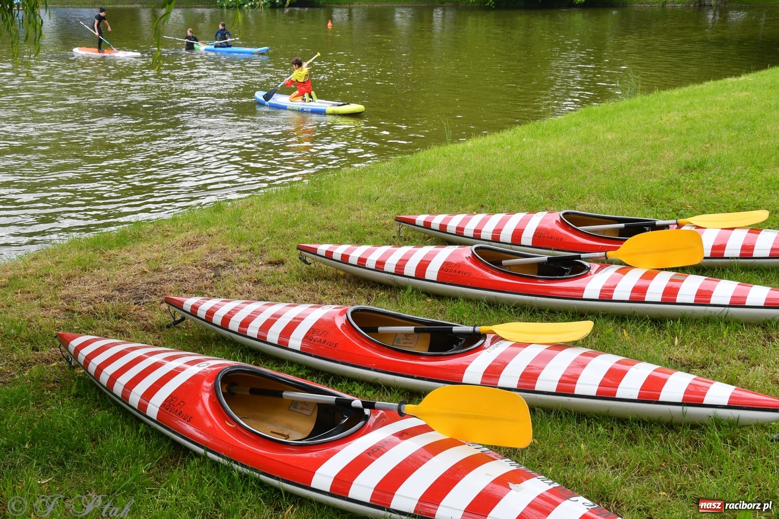 Zdjęcie w galerii na portalu naszraciborz.pl: Racibórz. Wielkie wiosłowanie w parku m. Roth wiadomości z regionu
