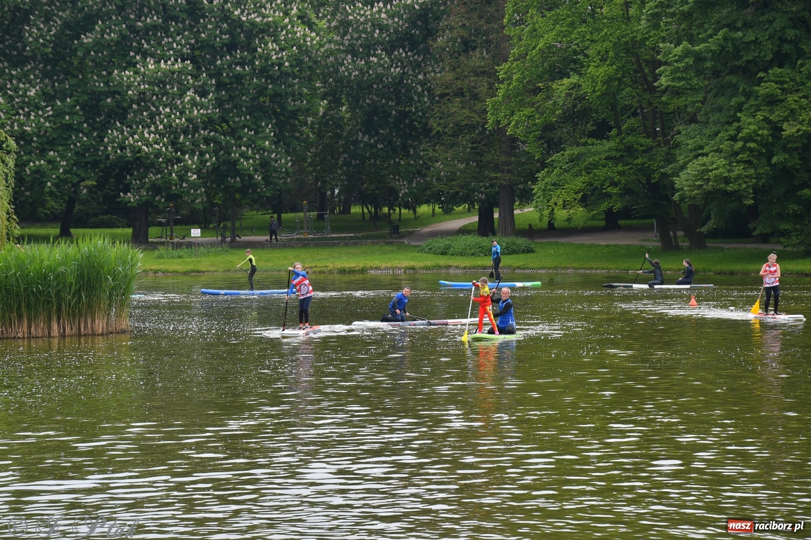 Zdjęcie w galerii na portalu naszraciborz.pl: Racibórz. Wielkie wiosłowanie w parku m. Roth wiadomości z regionu