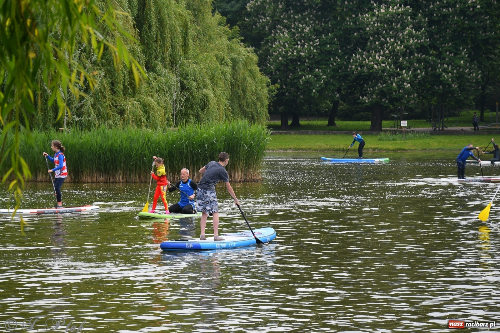 Zdjęcie w galerii na portalu naszraciborz.pl: Racibórz. Wielkie wiosłowanie w parku m. Roth wiadomości z regionu