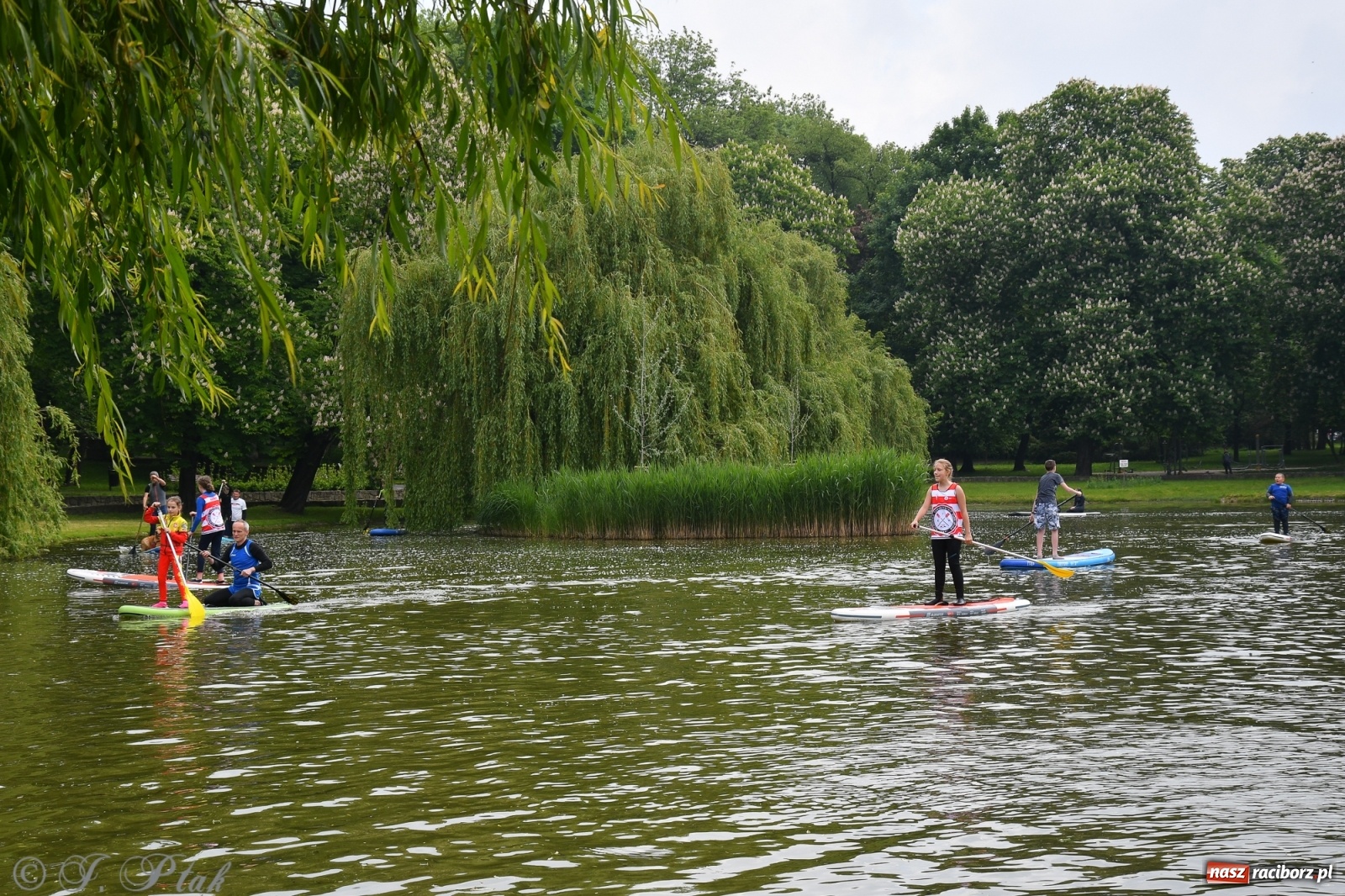 Zdjęcie w galerii na portalu naszraciborz.pl: Racibórz. Wielkie wiosłowanie w parku m. Roth wiadomości z regionu