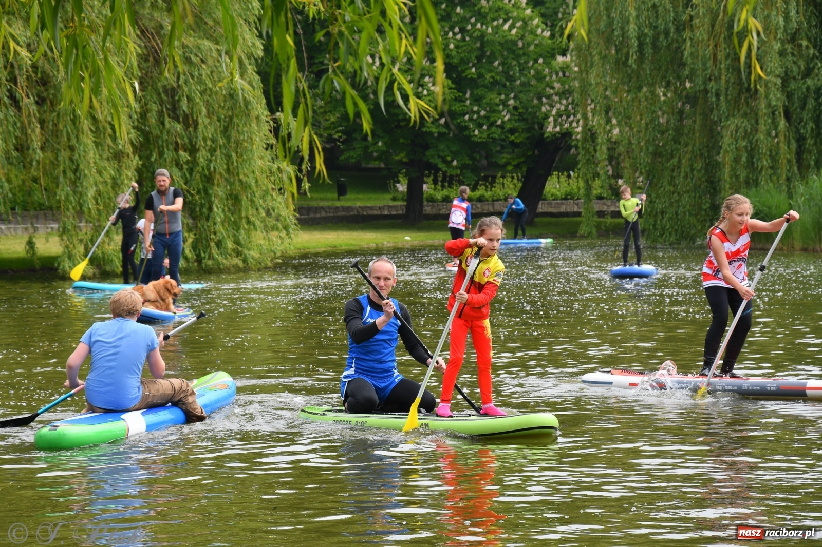 Zdjęcie w galerii na portalu naszraciborz.pl: Racibórz. Wielkie wiosłowanie w parku m. Roth wiadomości z regionu