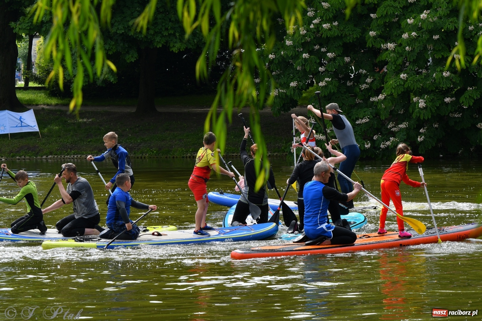 Zdjęcie w galerii na portalu naszraciborz.pl: Racibórz. Wielkie wiosłowanie w parku m. Roth wiadomości z regionu