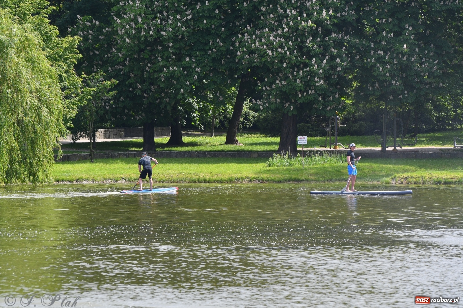 Zdjęcie w galerii na portalu naszraciborz.pl: Racibórz. Wielkie wiosłowanie w parku m. Roth wiadomości z regionu