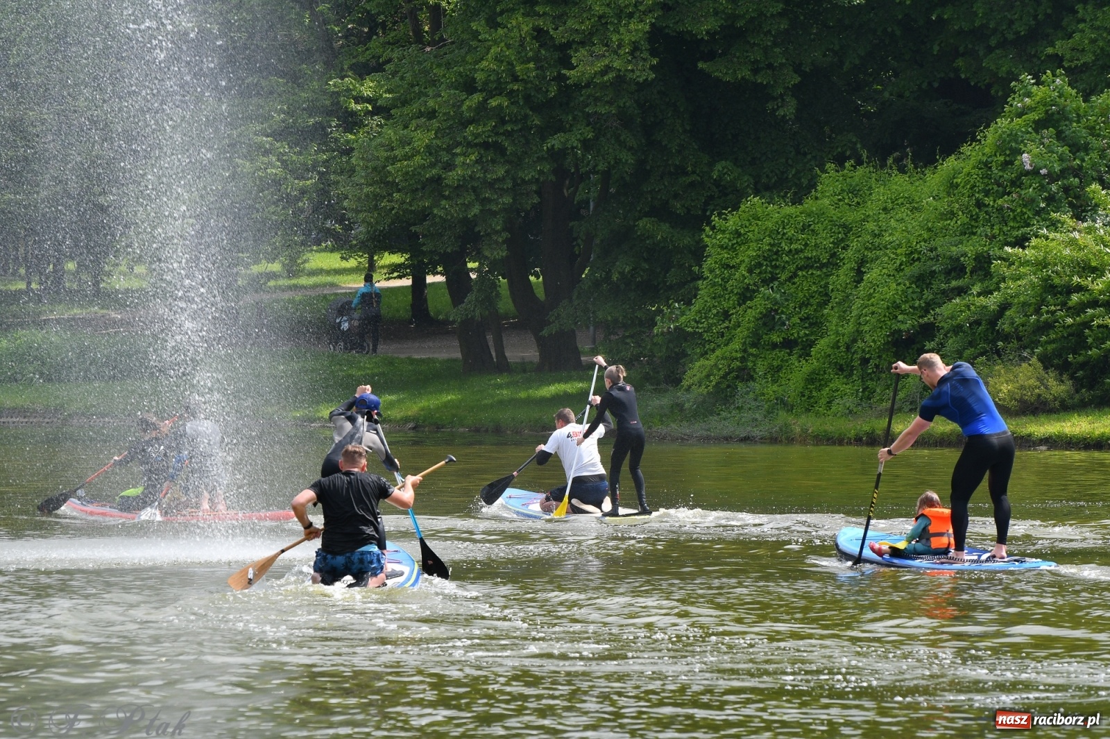 Zdjęcie w galerii na portalu naszraciborz.pl: Racibórz. Wielkie wiosłowanie w parku m. Roth wiadomości z regionu