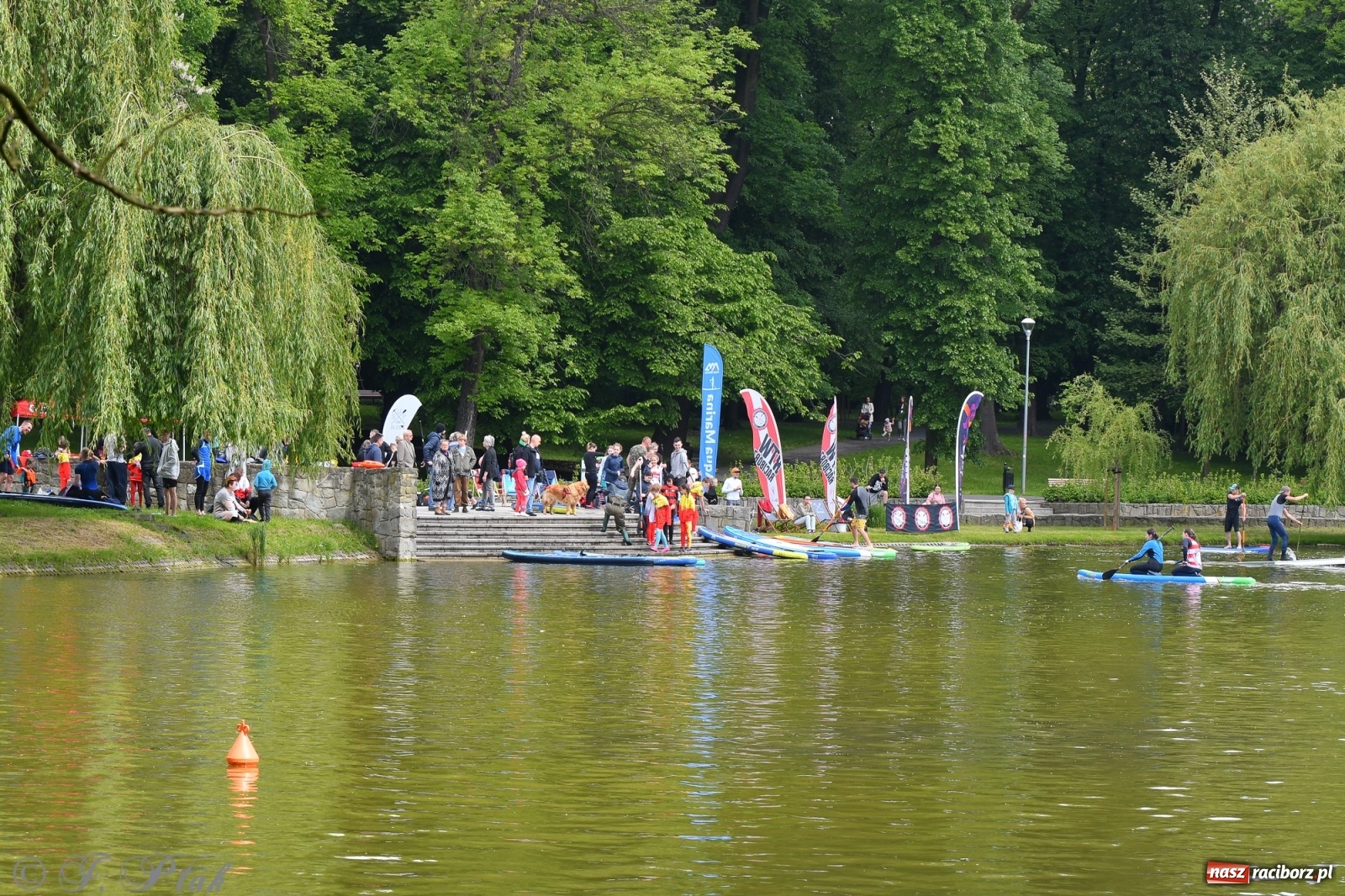 Zdjęcie w galerii na portalu naszraciborz.pl: Racibórz. Wielkie wiosłowanie w parku m. Roth wiadomości z regionu