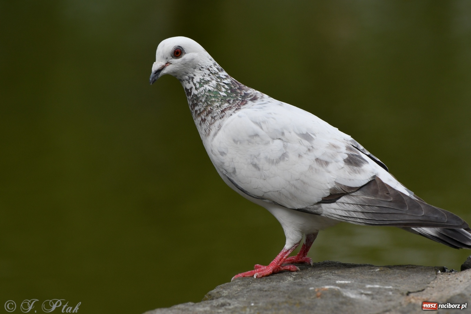 Zdjęcie w galerii na portalu naszraciborz.pl: Racibórz. Wielkie wiosłowanie w parku m. Roth wiadomości z regionu