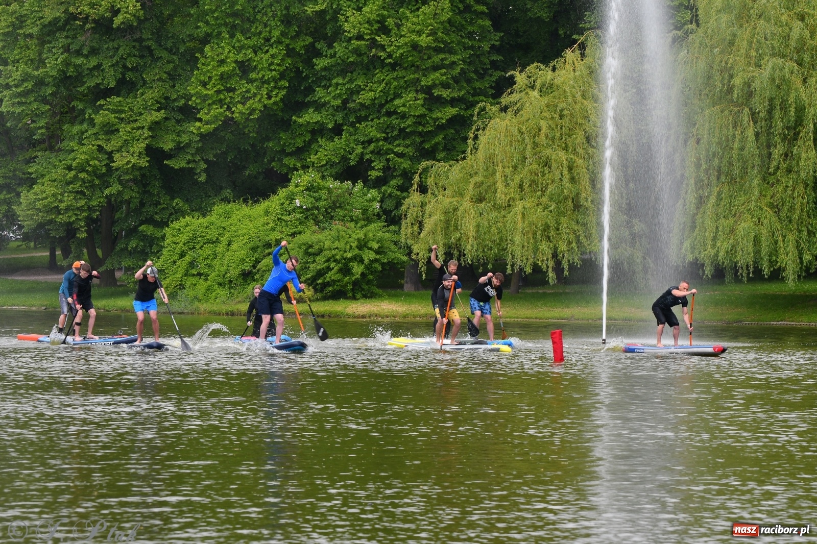 Zdjęcie w galerii na portalu naszraciborz.pl: Racibórz. Wielkie wiosłowanie w parku m. Roth wiadomości z regionu