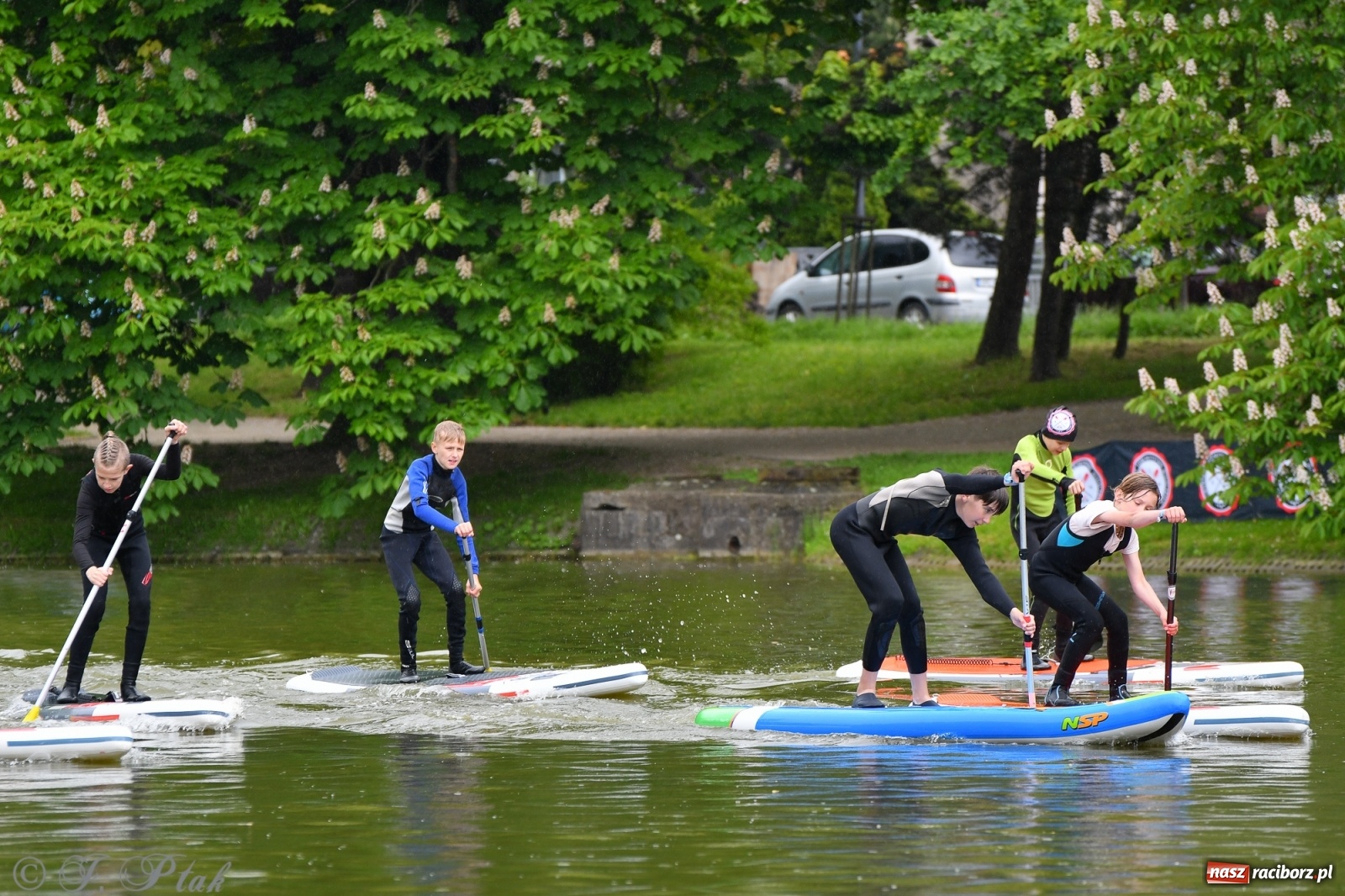 Zdjęcie w galerii na portalu naszraciborz.pl: Racibórz. Wielkie wiosłowanie w parku m. Roth wiadomości z regionu