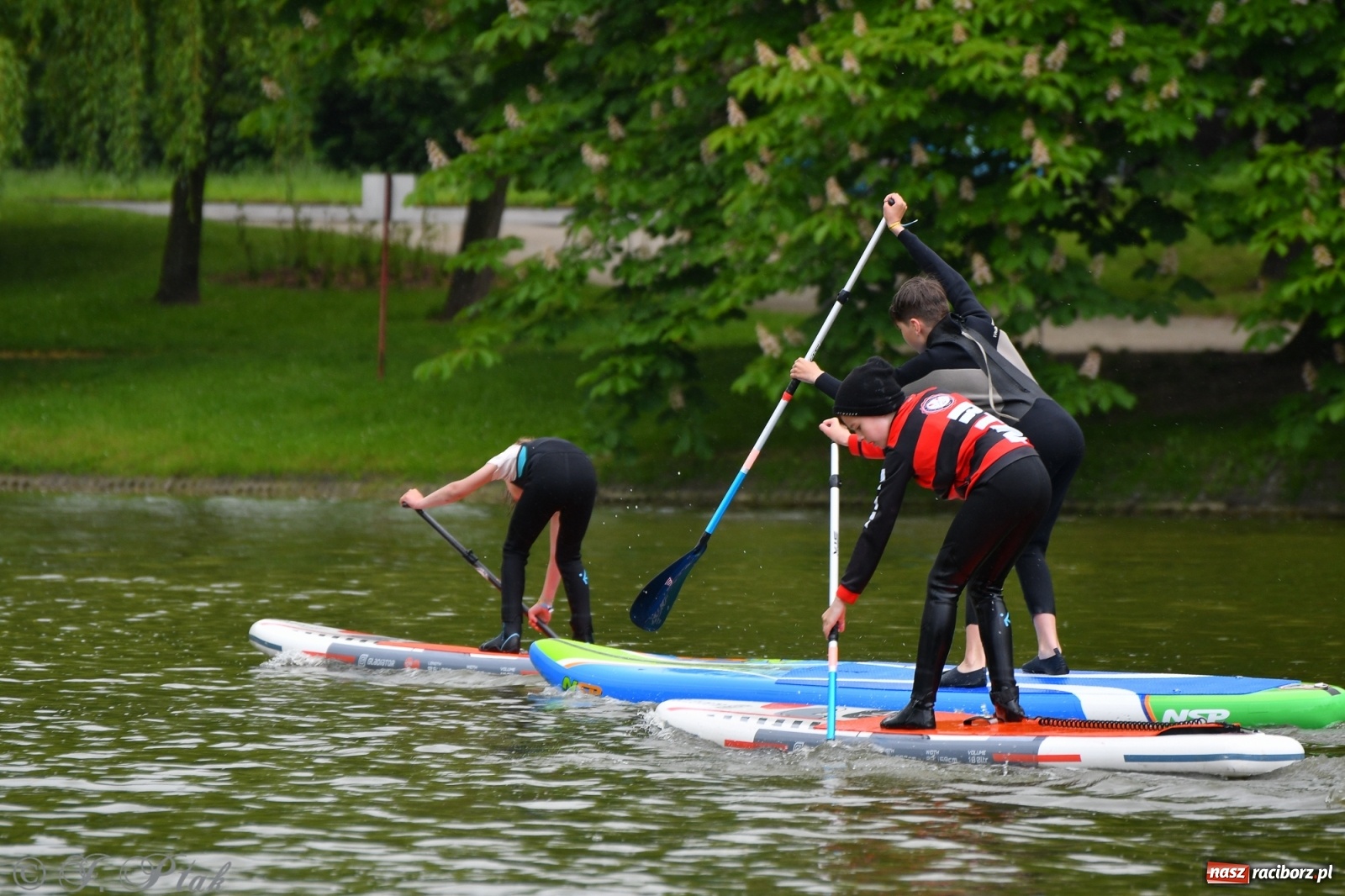 Zdjęcie w galerii na portalu naszraciborz.pl: Racibórz. Wielkie wiosłowanie w parku m. Roth wiadomości z regionu