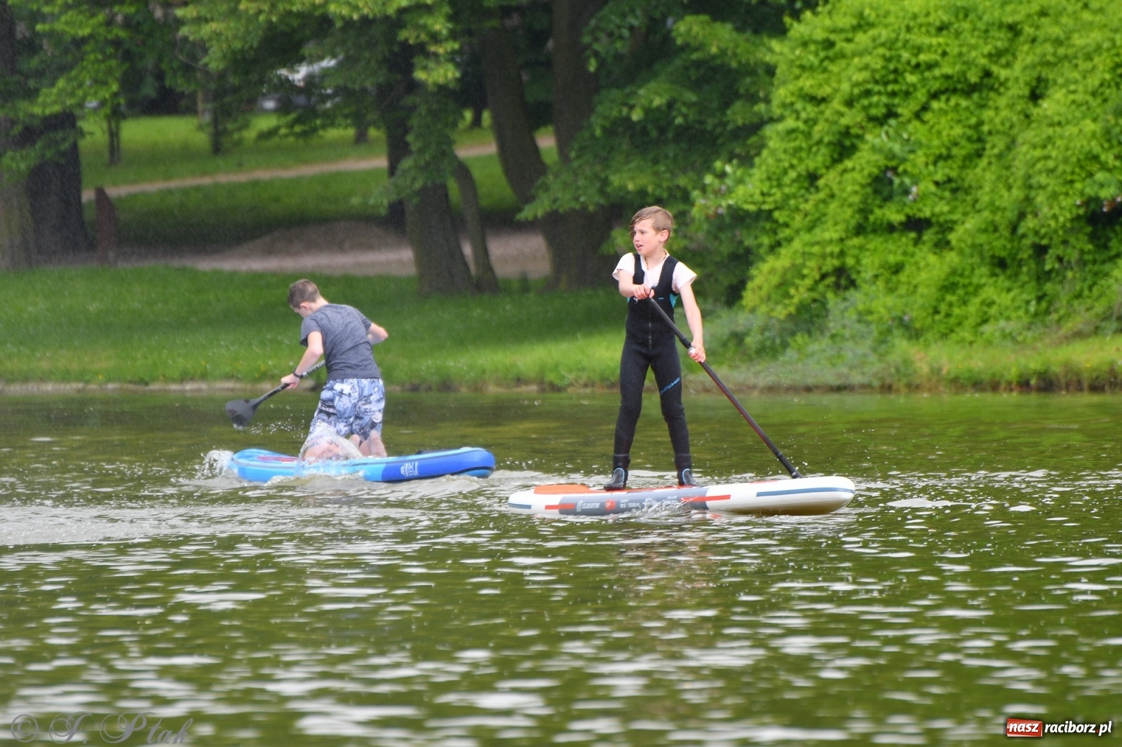 Zdjęcie w galerii na portalu naszraciborz.pl: Racibórz. Wielkie wiosłowanie w parku m. Roth wiadomości z regionu