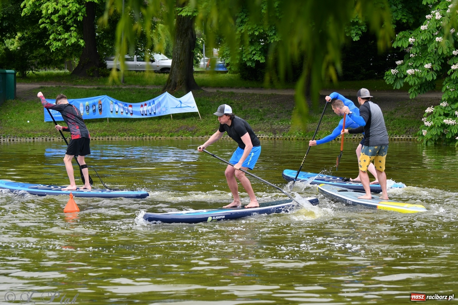 Zdjęcie w galerii na portalu naszraciborz.pl: Racibórz. Wielkie wiosłowanie w parku m. Roth wiadomości z regionu
