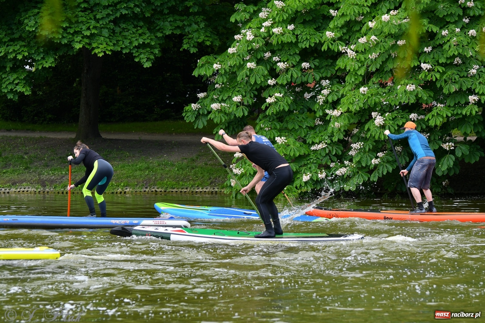 Zdjęcie w galerii na portalu naszraciborz.pl: Racibórz. Wielkie wiosłowanie w parku m. Roth wiadomości z regionu