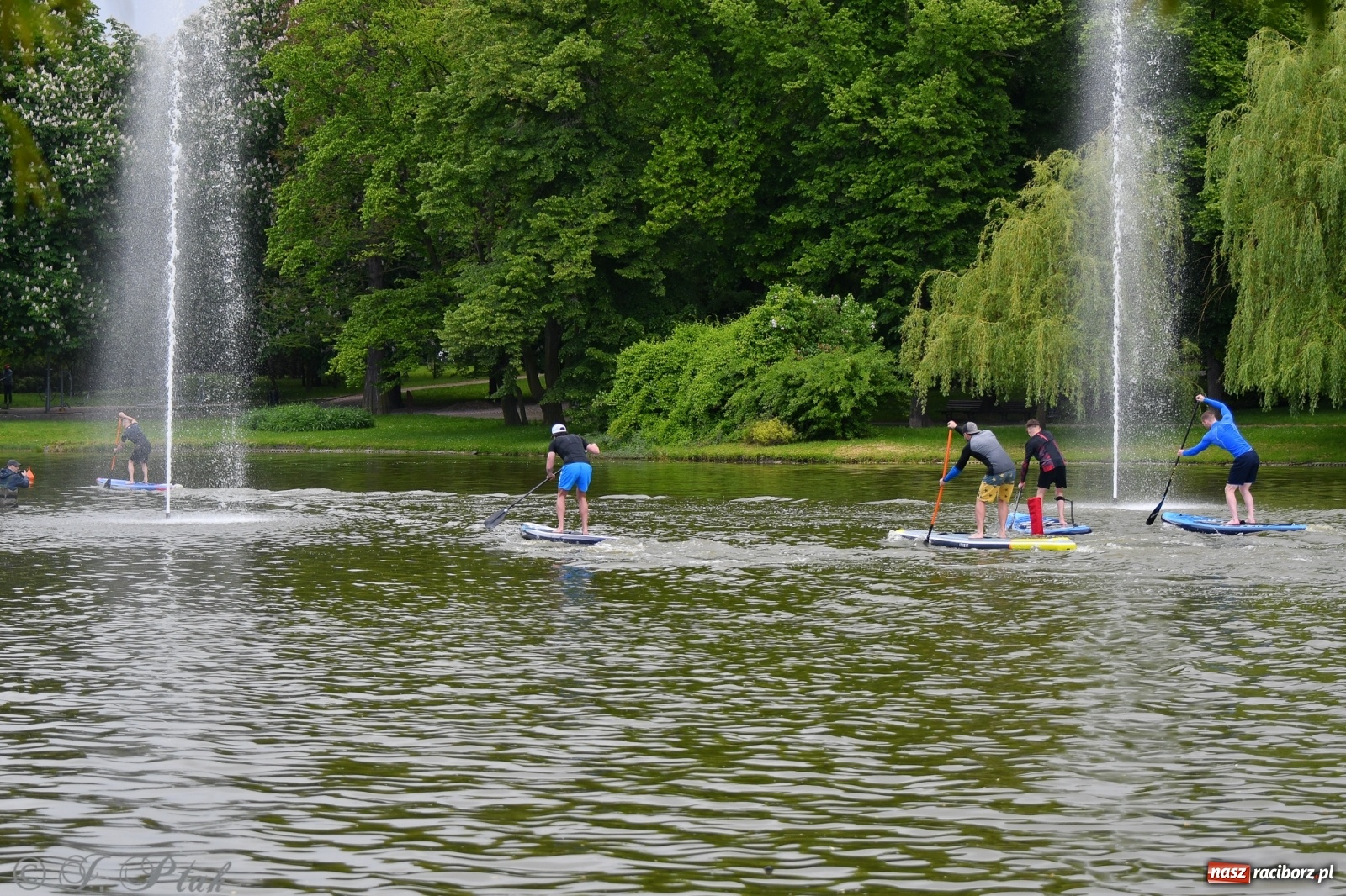 Zdjęcie w galerii na portalu naszraciborz.pl: Racibórz. Wielkie wiosłowanie w parku m. Roth wiadomości z regionu