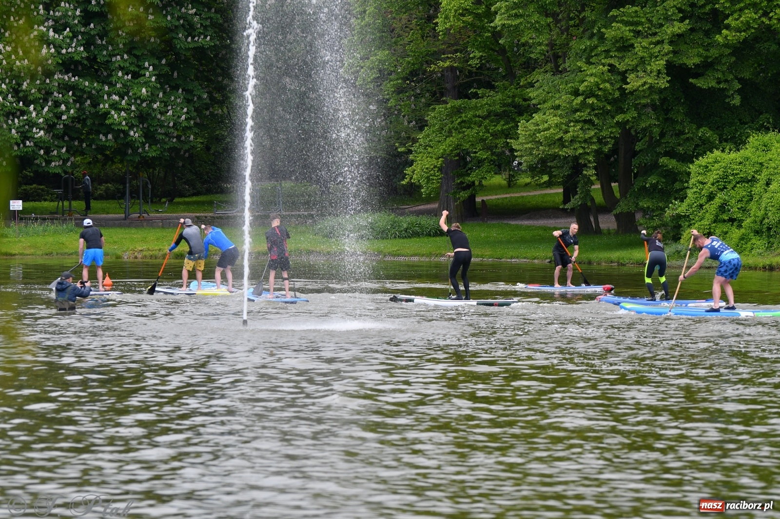 Zdjęcie w galerii na portalu naszraciborz.pl: Racibórz. Wielkie wiosłowanie w parku m. Roth wiadomości z regionu