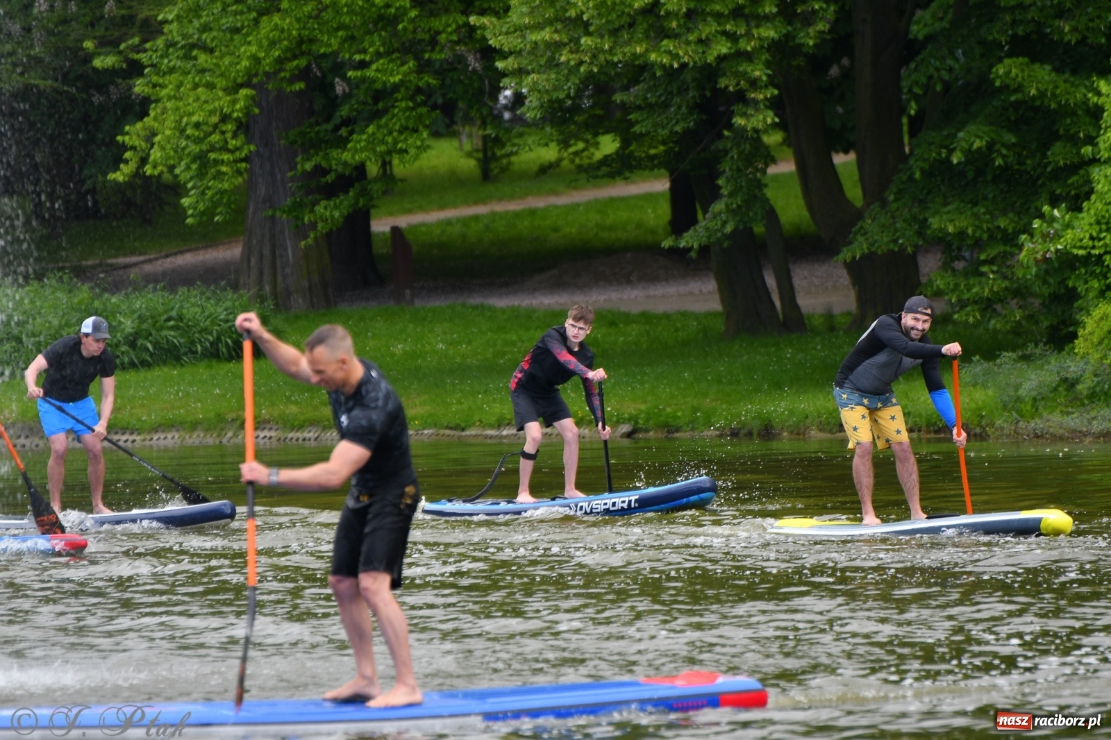 Zdjęcie w galerii na portalu naszraciborz.pl: Racibórz. Wielkie wiosłowanie w parku m. Roth wiadomości z regionu