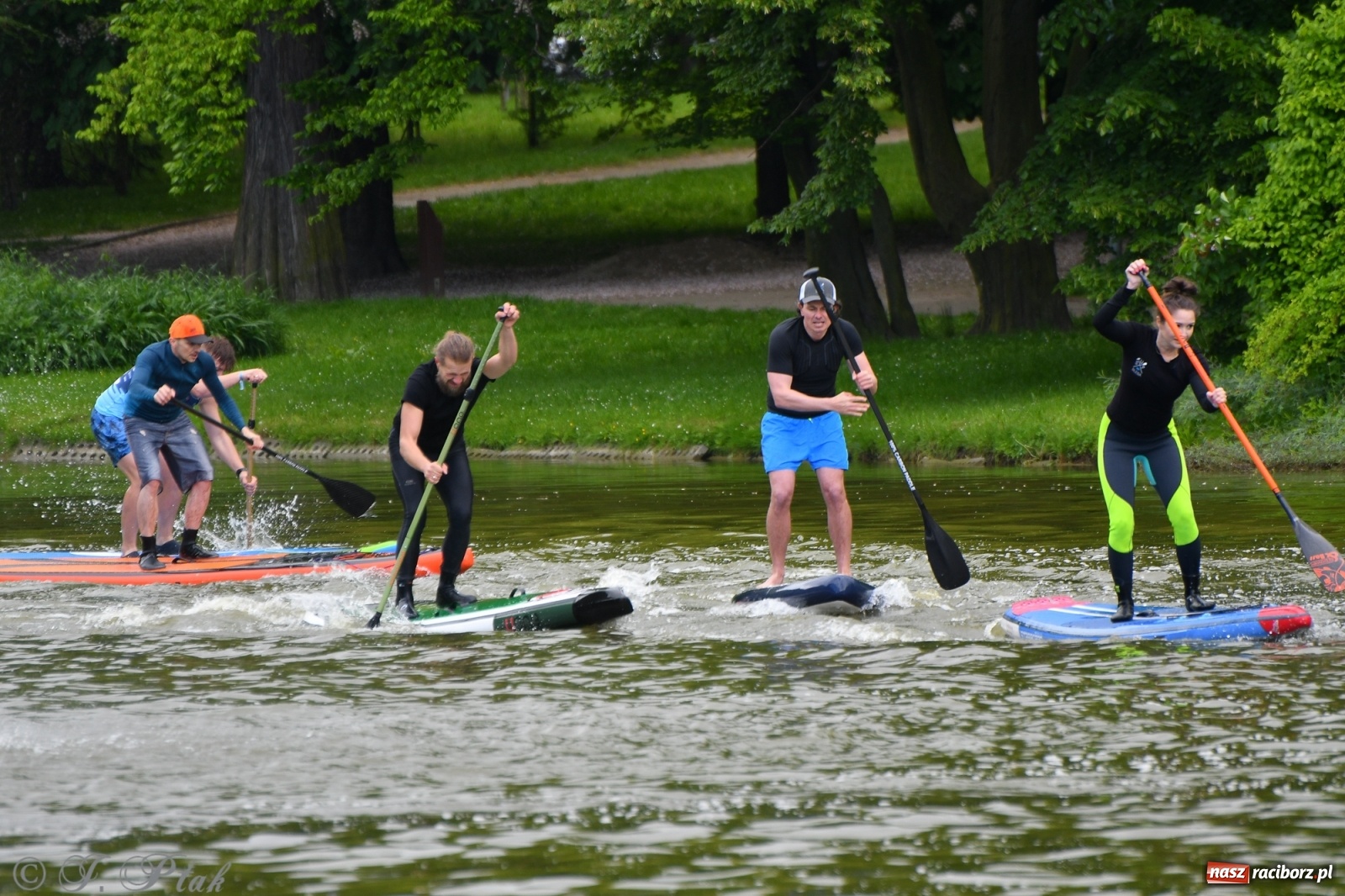 Zdjęcie w galerii na portalu naszraciborz.pl: Racibórz. Wielkie wiosłowanie w parku m. Roth wiadomości z regionu