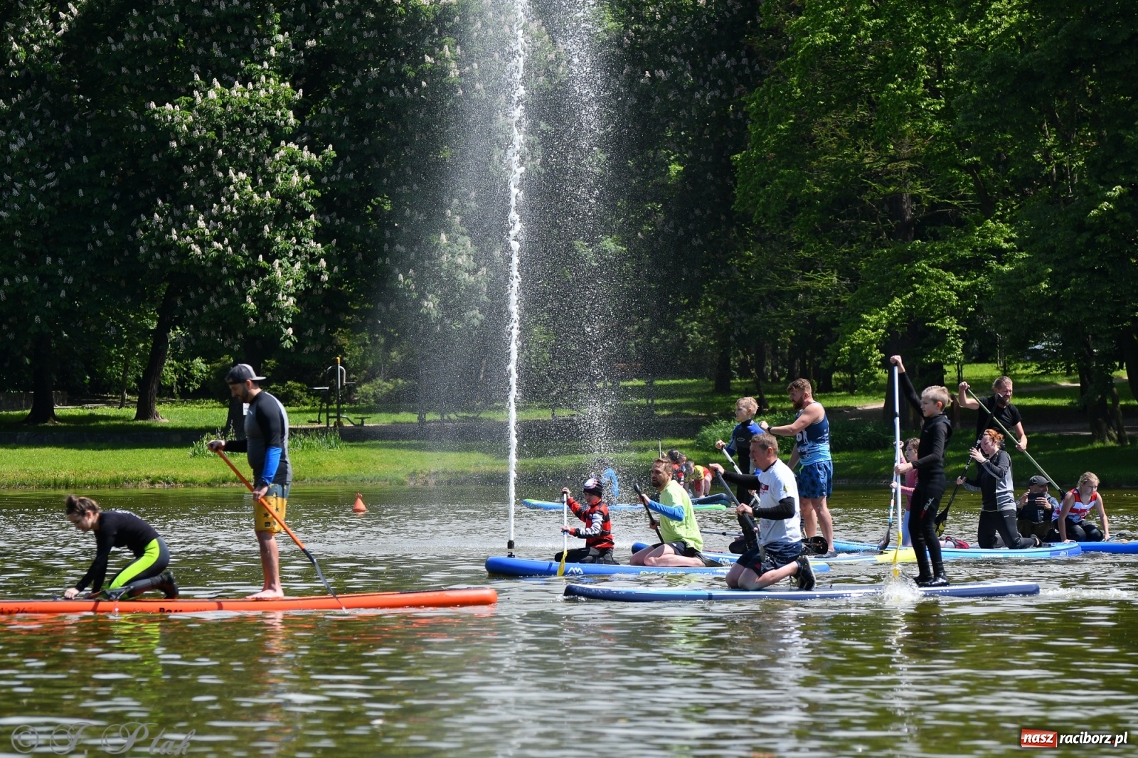 Zdjęcie w galerii na portalu naszraciborz.pl: Racibórz. Wielkie wiosłowanie w parku m. Roth wiadomości z regionu
