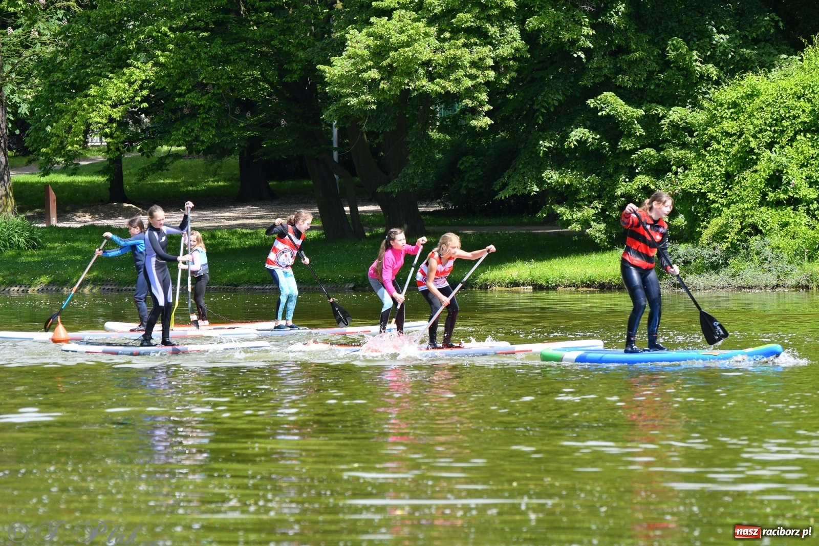Zdjęcie w galerii na portalu naszraciborz.pl: Racibórz. Wielkie wiosłowanie w parku m. Roth wiadomości z regionu