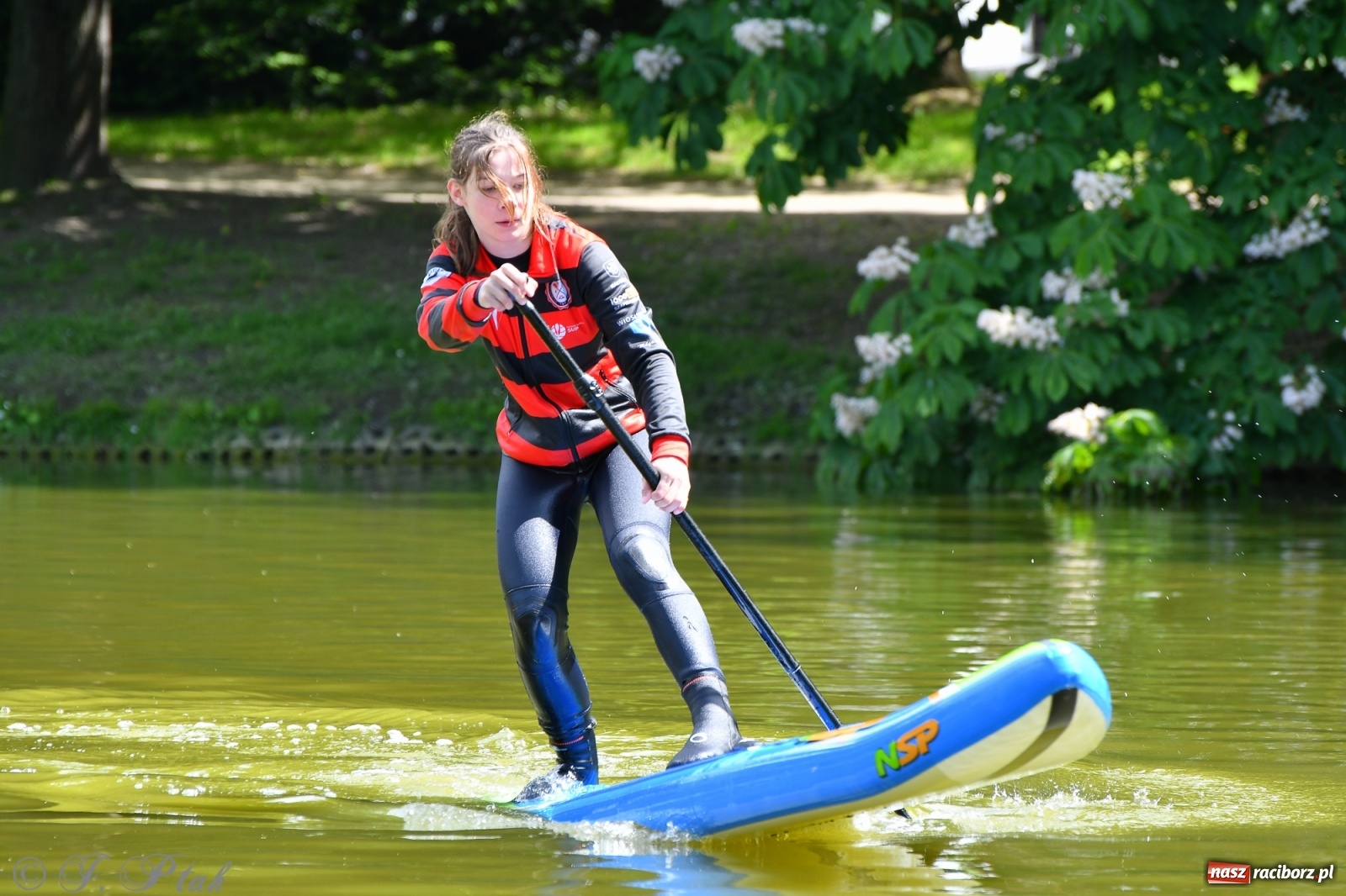 Zdjęcie w galerii na portalu naszraciborz.pl: Racibórz. Wielkie wiosłowanie w parku m. Roth wiadomości z regionu