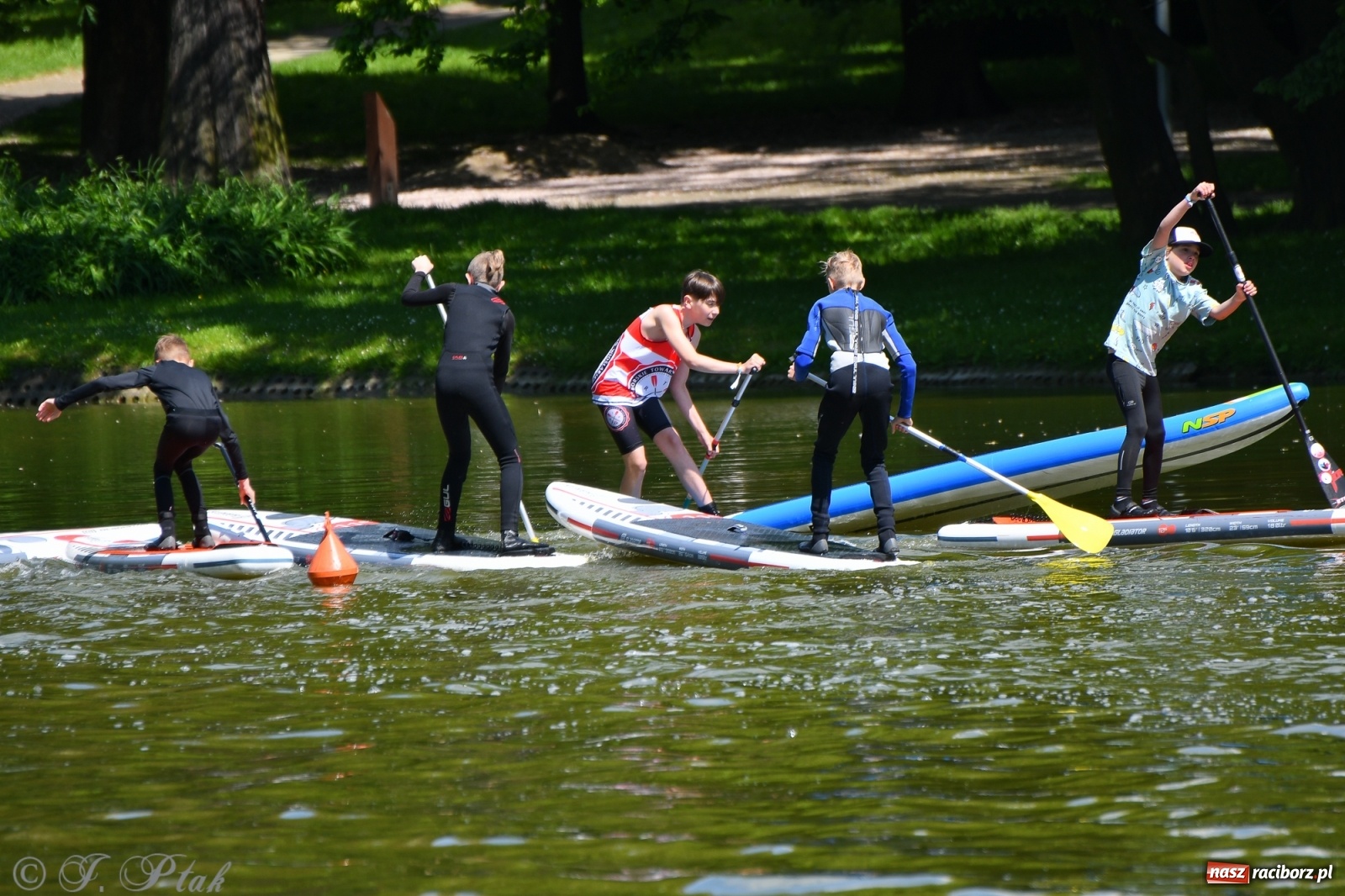 Zdjęcie w galerii na portalu naszraciborz.pl: Racibórz. Wielkie wiosłowanie w parku m. Roth wiadomości z regionu