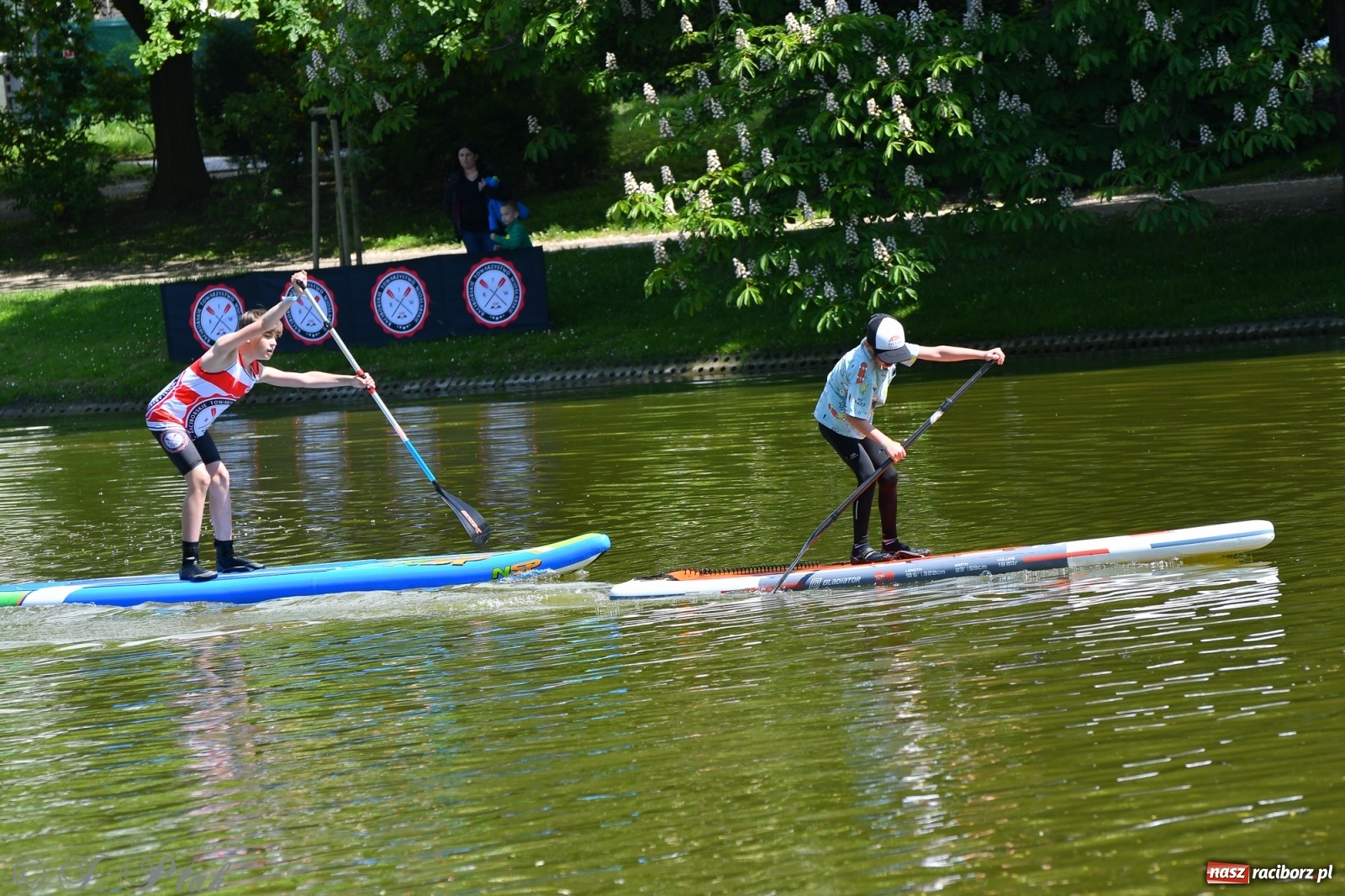 Zdjęcie w galerii na portalu naszraciborz.pl: Racibórz. Wielkie wiosłowanie w parku m. Roth wiadomości z regionu