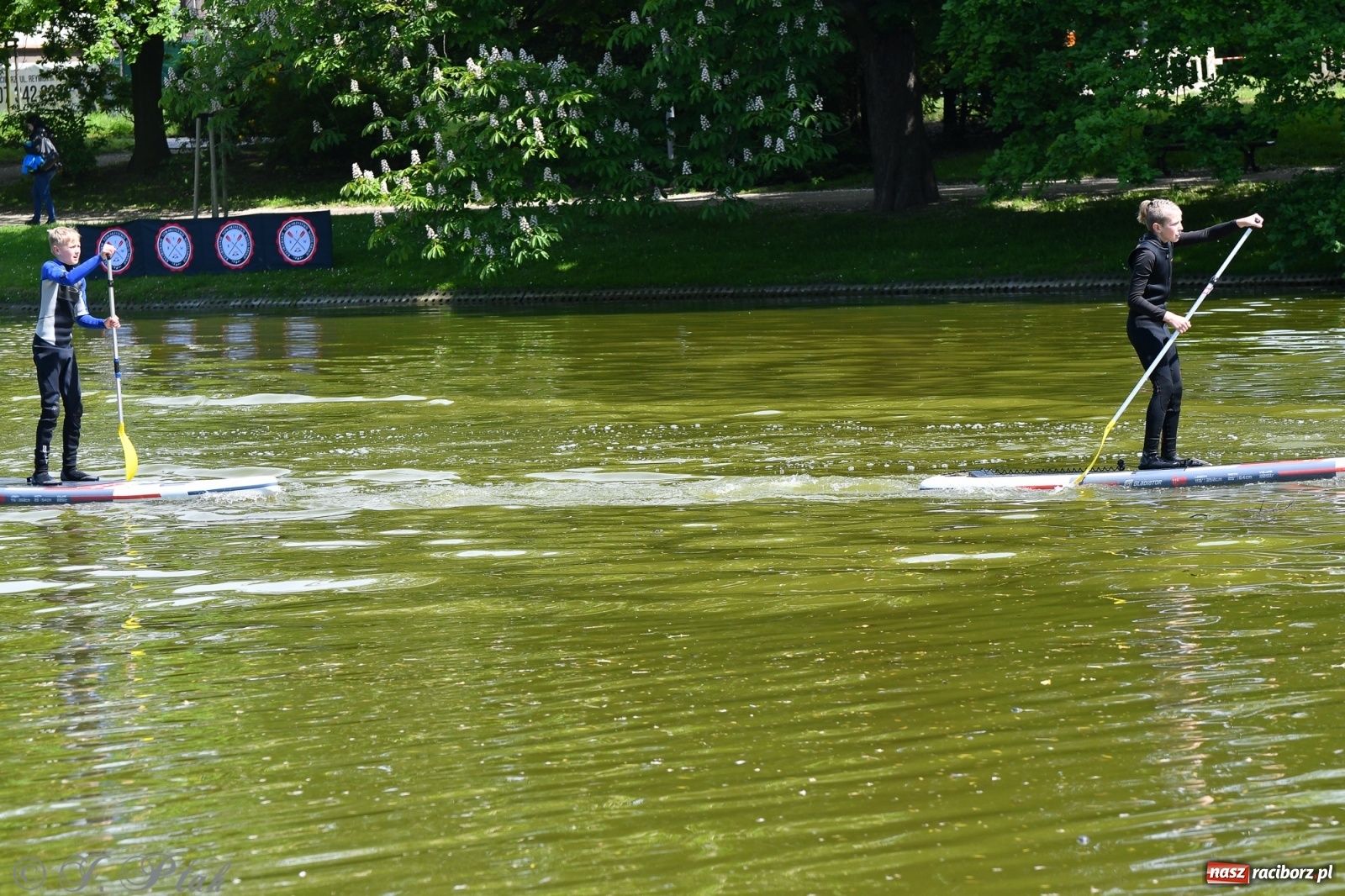 Zdjęcie w galerii na portalu naszraciborz.pl: Racibórz. Wielkie wiosłowanie w parku m. Roth wiadomości z regionu