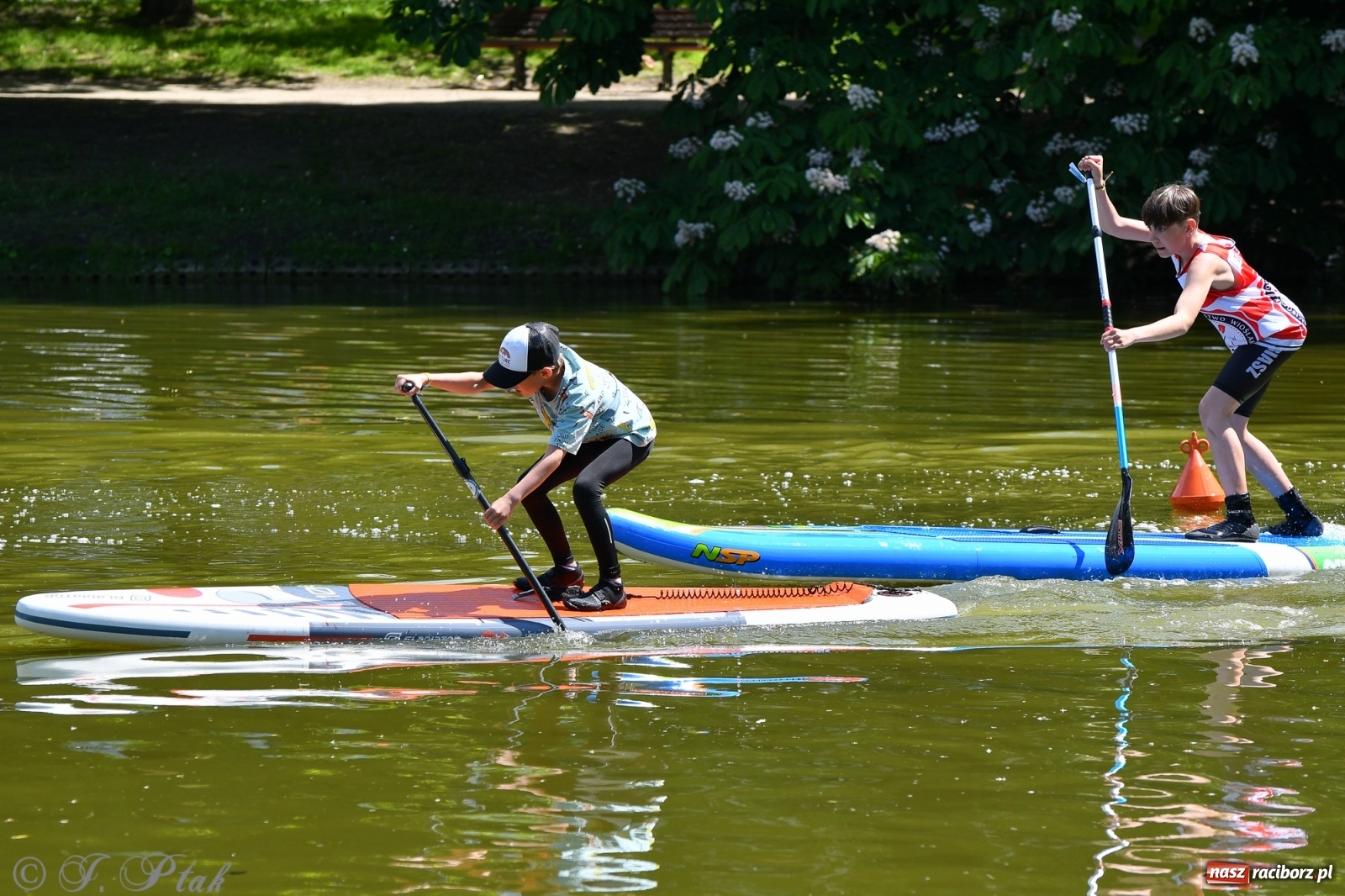 Zdjęcie w galerii na portalu naszraciborz.pl: Racibórz. Wielkie wiosłowanie w parku m. Roth wiadomości z regionu