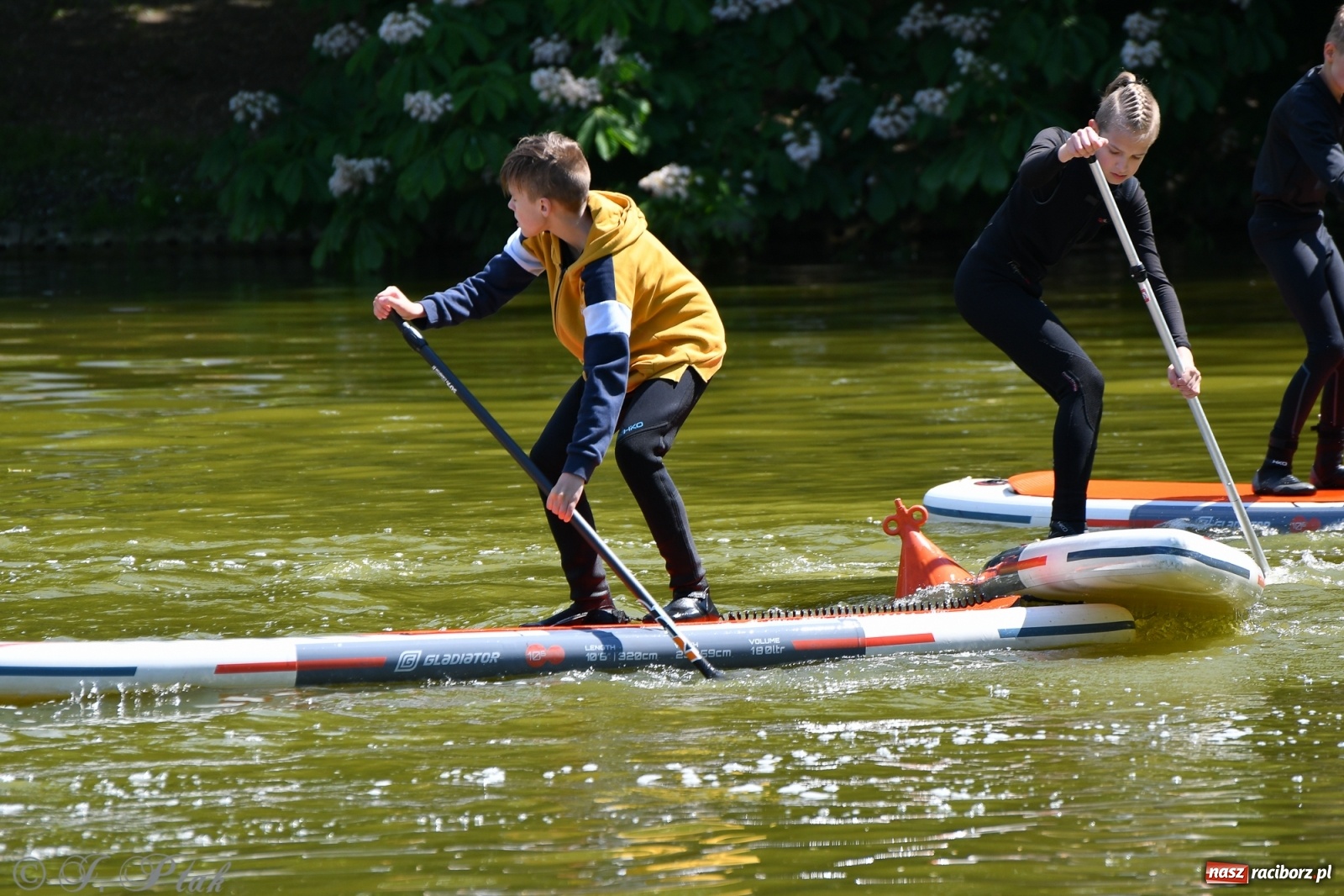 Zdjęcie w galerii na portalu naszraciborz.pl: Racibórz. Wielkie wiosłowanie w parku m. Roth wiadomości z regionu