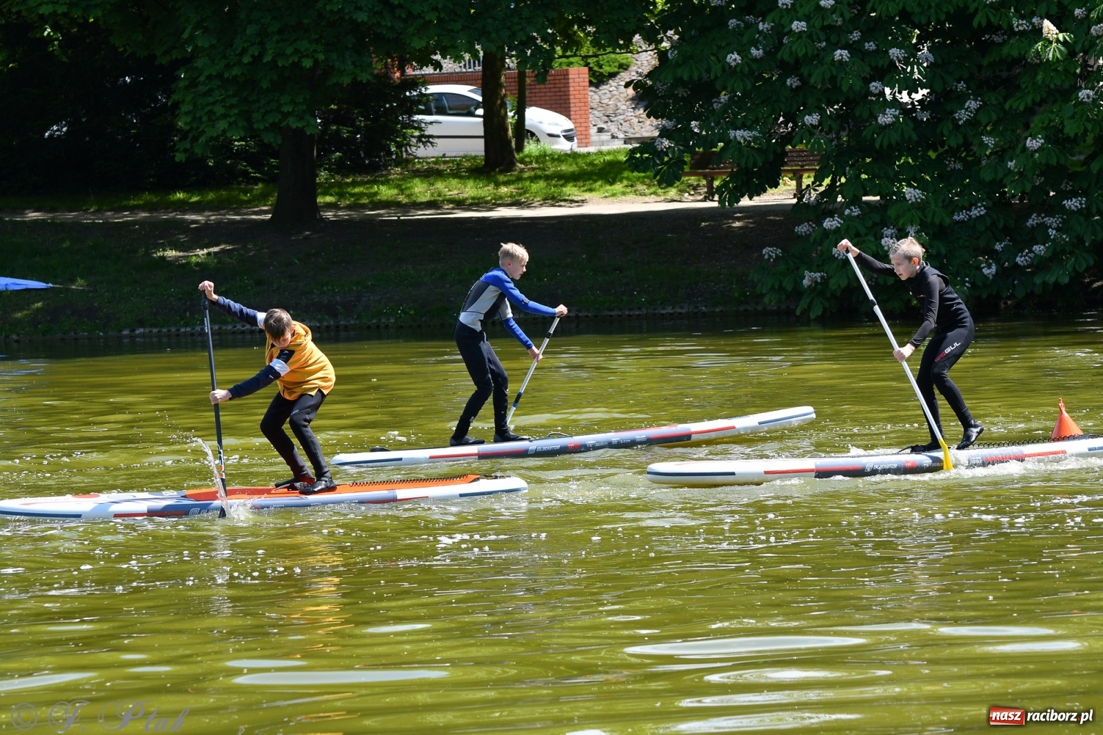 Zdjęcie w galerii na portalu naszraciborz.pl: Racibórz. Wielkie wiosłowanie w parku m. Roth wiadomości z regionu