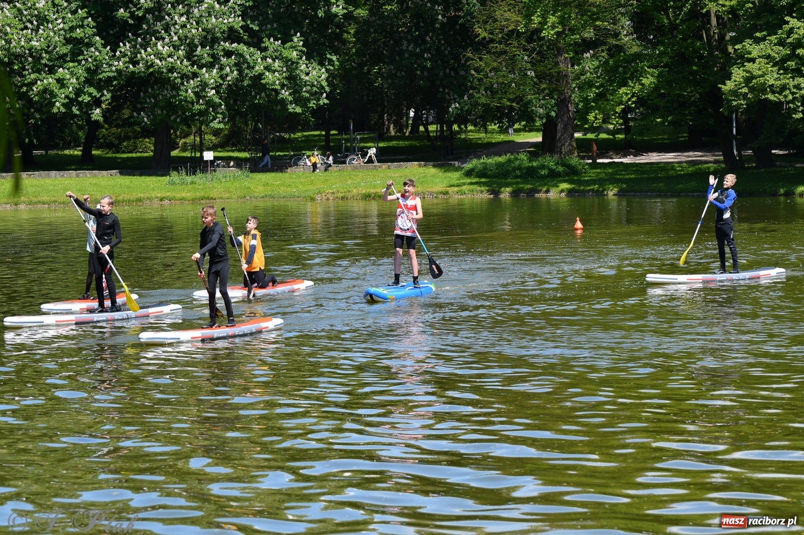 Zdjęcie w galerii na portalu naszraciborz.pl: Racibórz. Wielkie wiosłowanie w parku m. Roth wiadomości z regionu