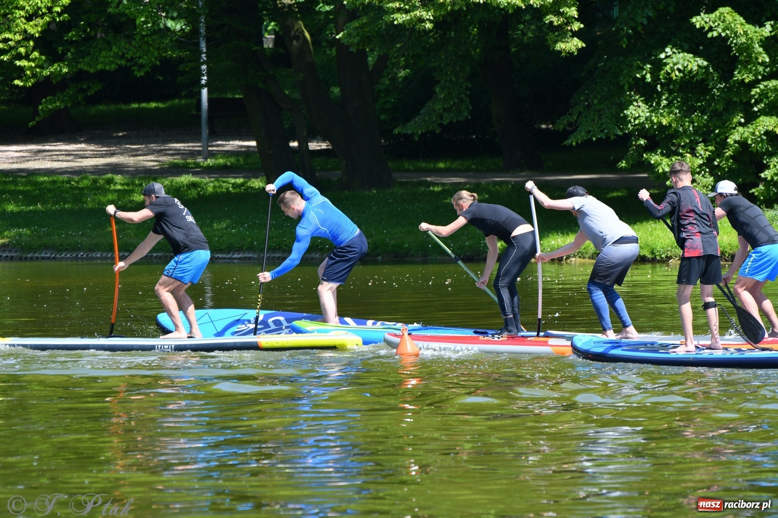 Zdjęcie w galerii na portalu naszraciborz.pl: Racibórz. Wielkie wiosłowanie w parku m. Roth wiadomości z regionu