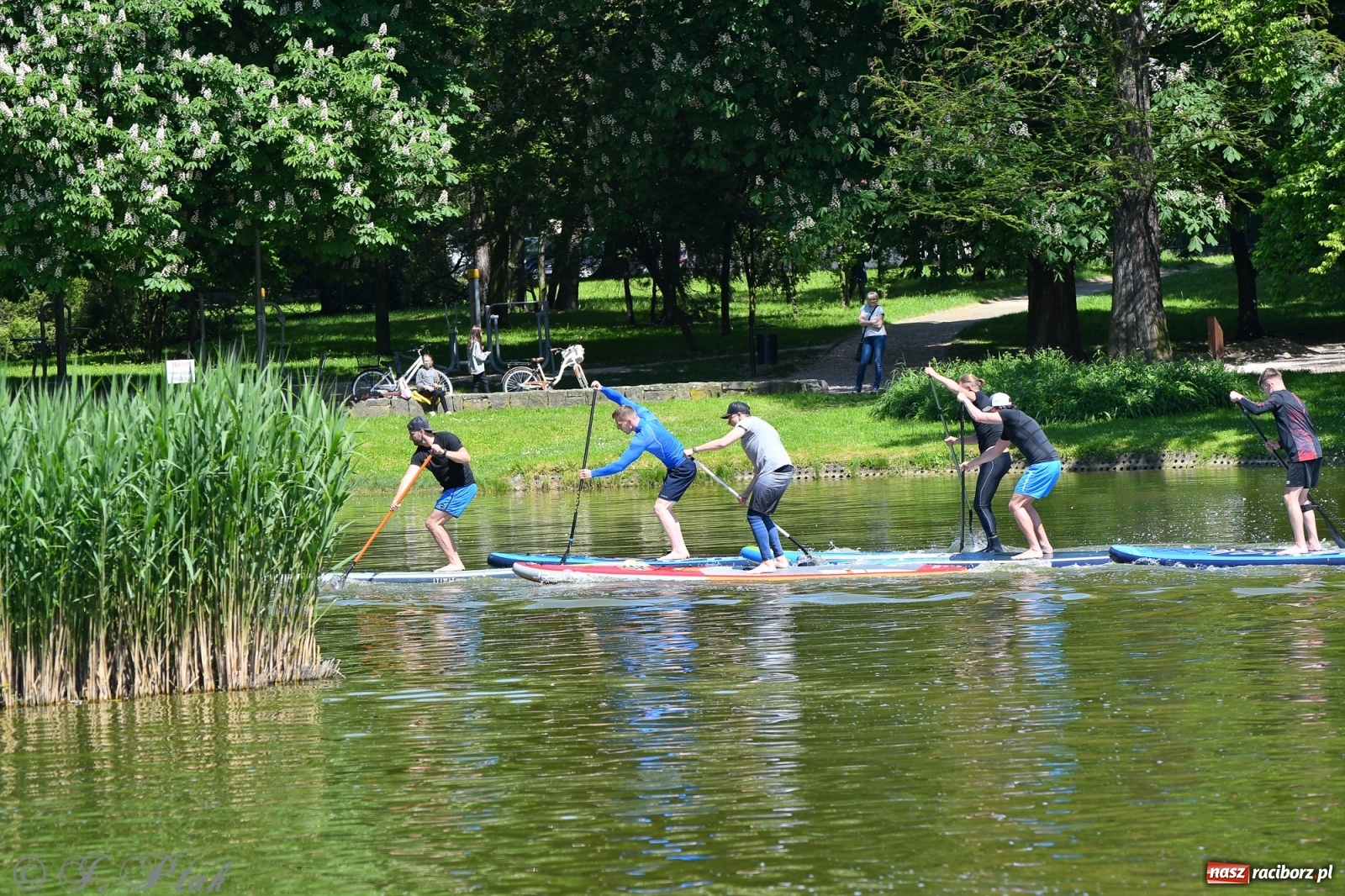 Zdjęcie w galerii na portalu naszraciborz.pl: Racibórz. Wielkie wiosłowanie w parku m. Roth wiadomości z regionu