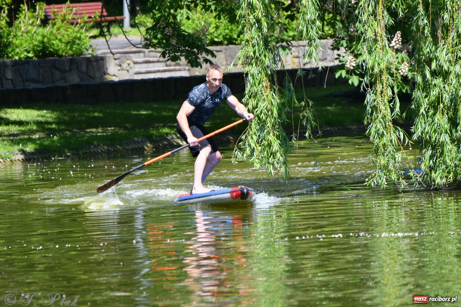 Zdjęcie w galerii na portalu naszraciborz.pl: Racibórz. Wielkie wiosłowanie w parku m. Roth wiadomości z regionu