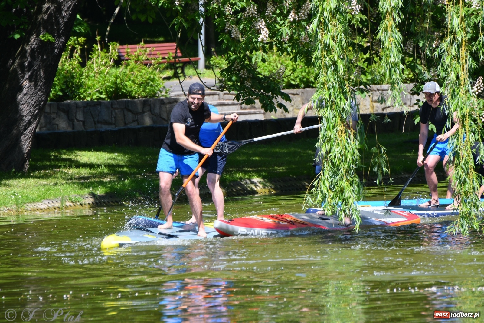 Zdjęcie w galerii na portalu naszraciborz.pl: Racibórz. Wielkie wiosłowanie w parku m. Roth wiadomości z regionu