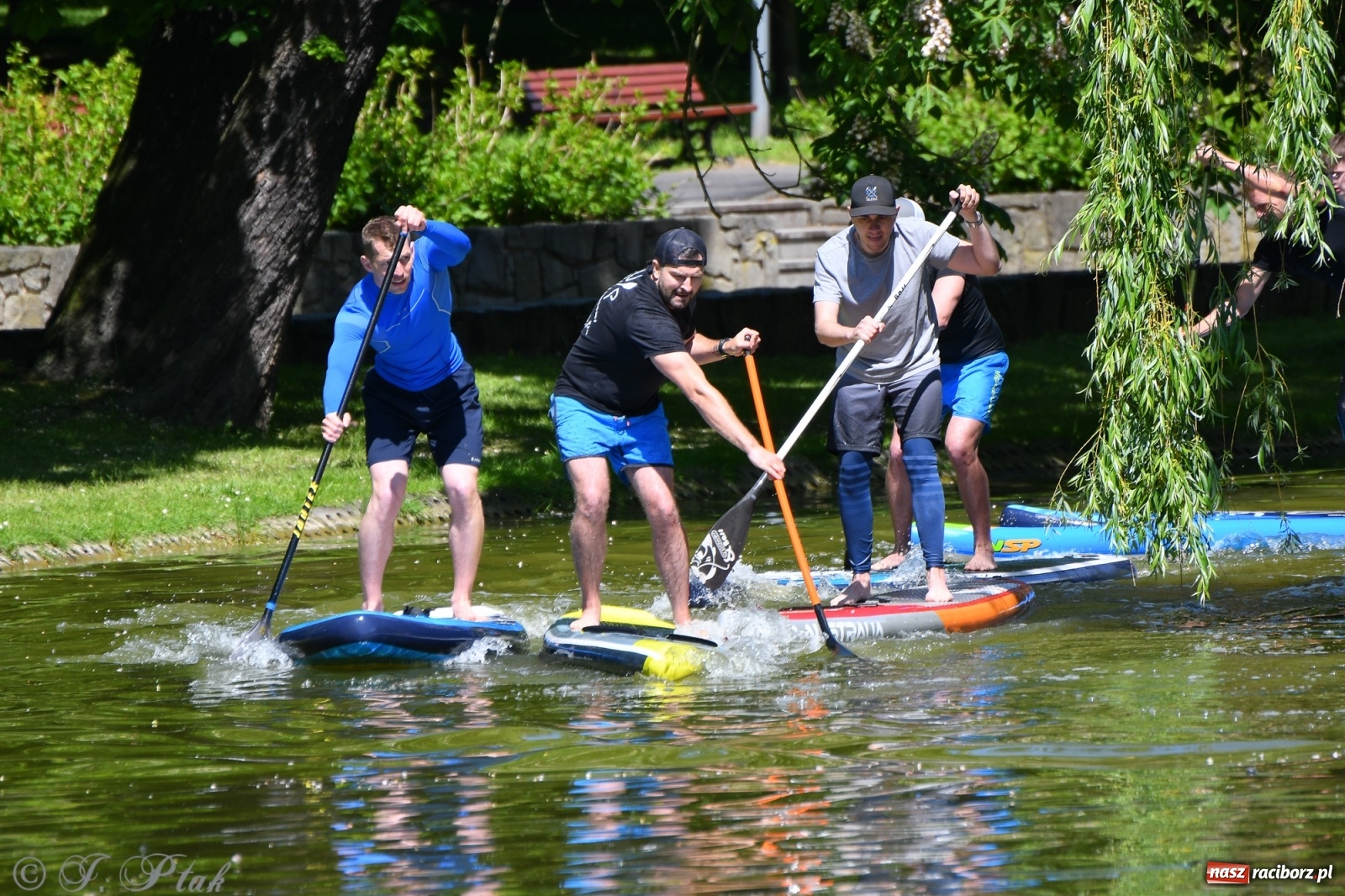 Zdjęcie w galerii na portalu naszraciborz.pl: Racibórz. Wielkie wiosłowanie w parku m. Roth wiadomości z regionu