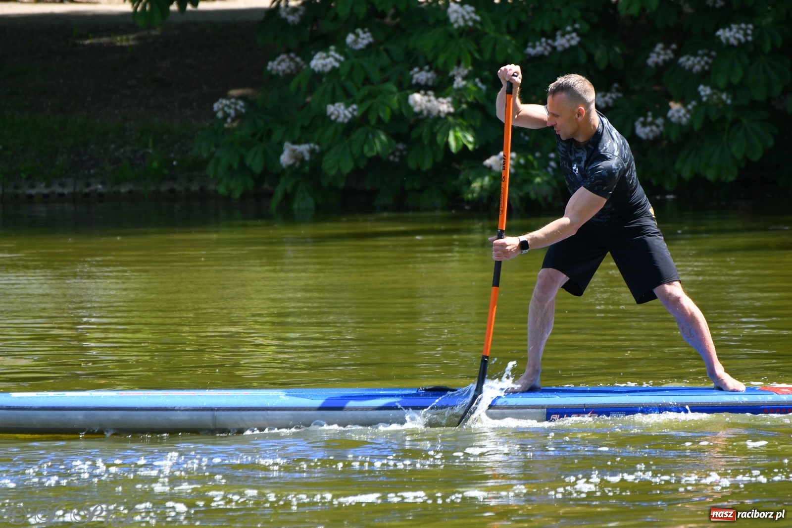 Zdjęcie w galerii na portalu naszraciborz.pl: Racibórz. Wielkie wiosłowanie w parku m. Roth wiadomości z regionu